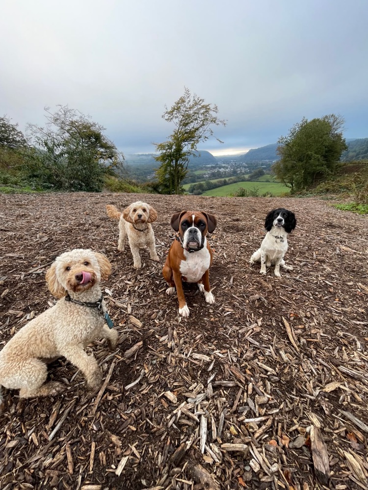 Four dogs sitting together on a hilltop overlooking the South Wales valley