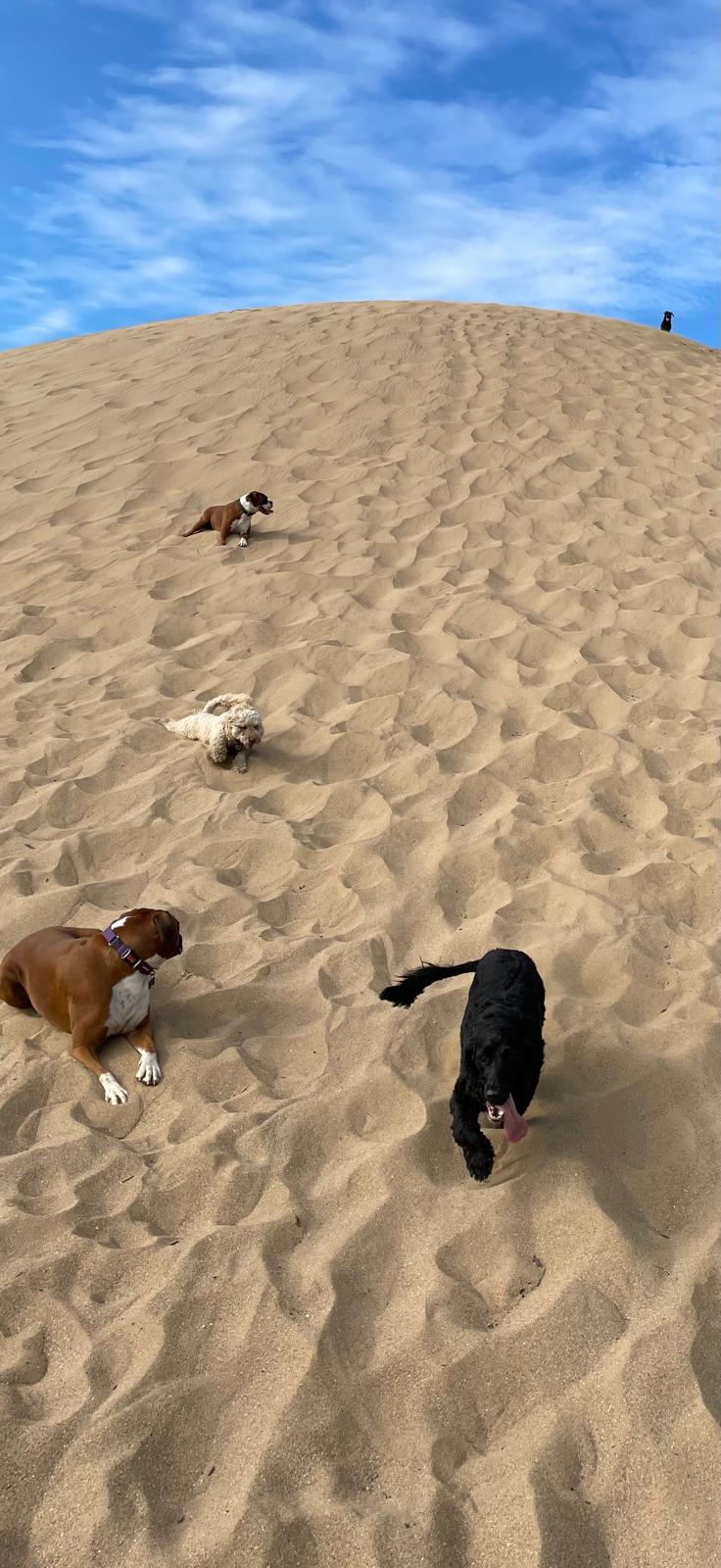 Beach and adventure walks with Big Bark in South Wales