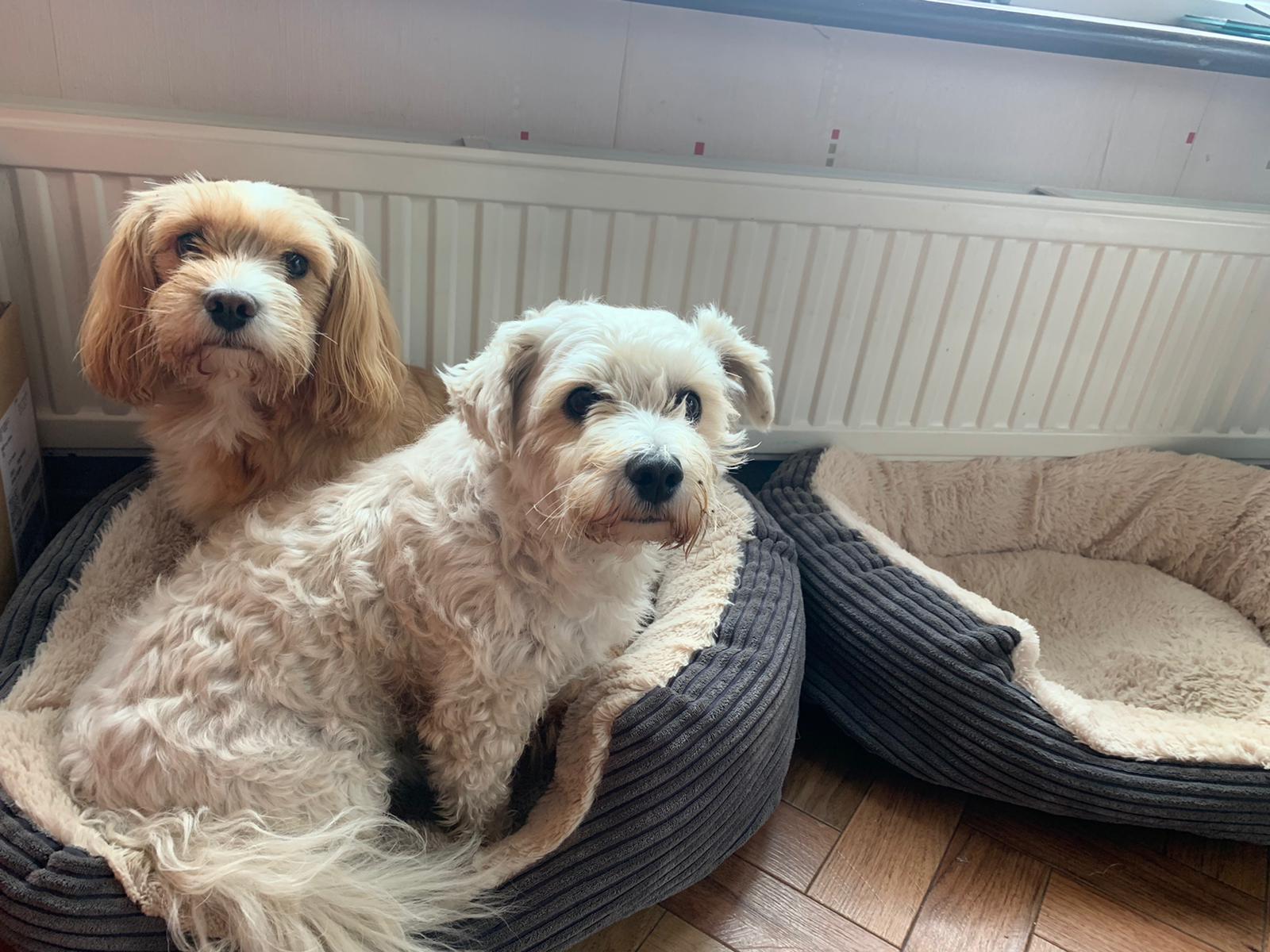 Big Bark dog walker with dogs in Caerphilly
