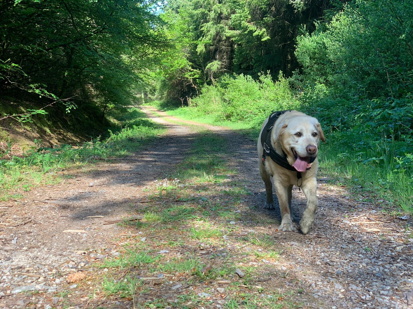Big Bark dog walker