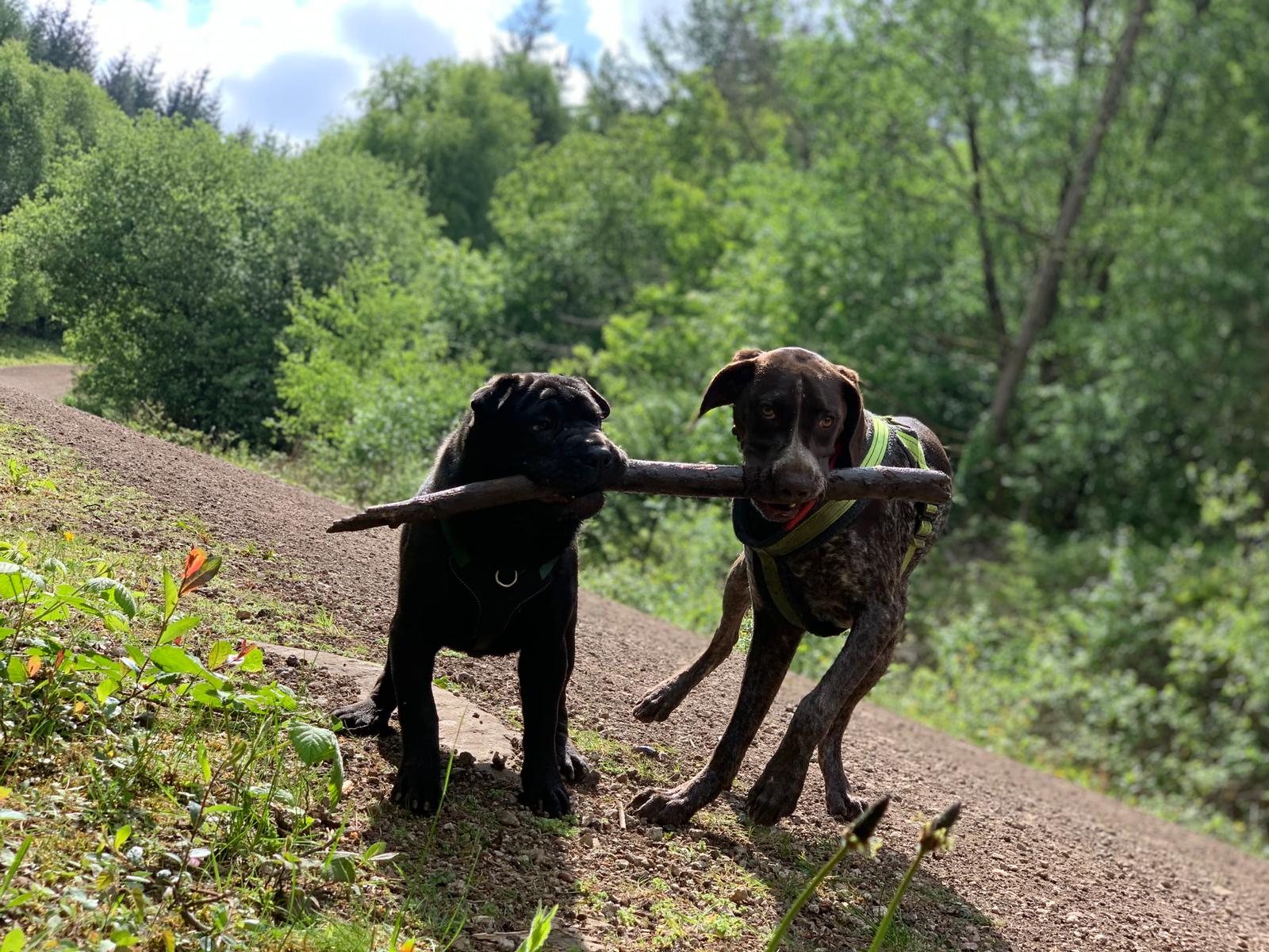 Dog boarding Big Bark