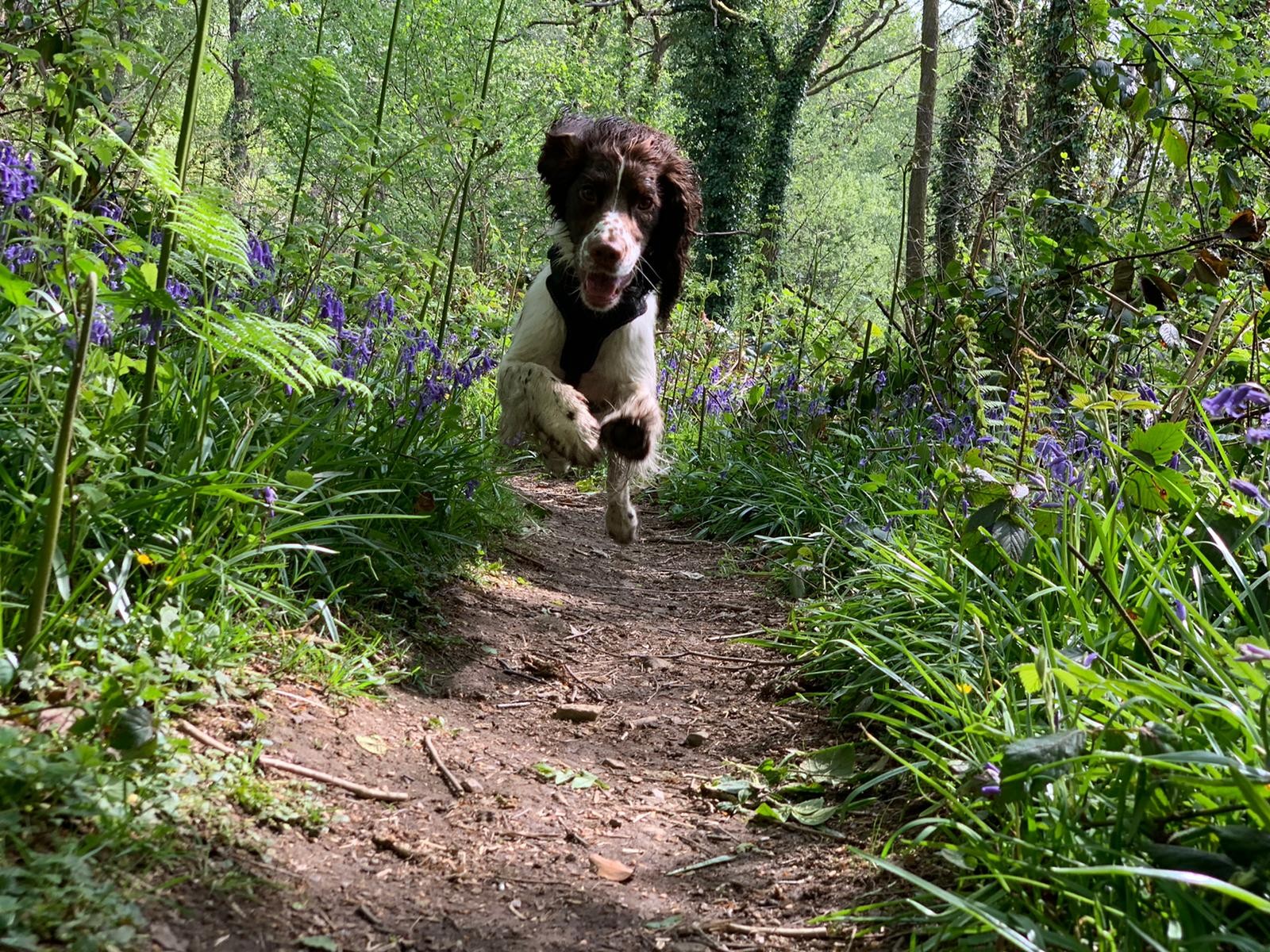 Dog daycare South Wales