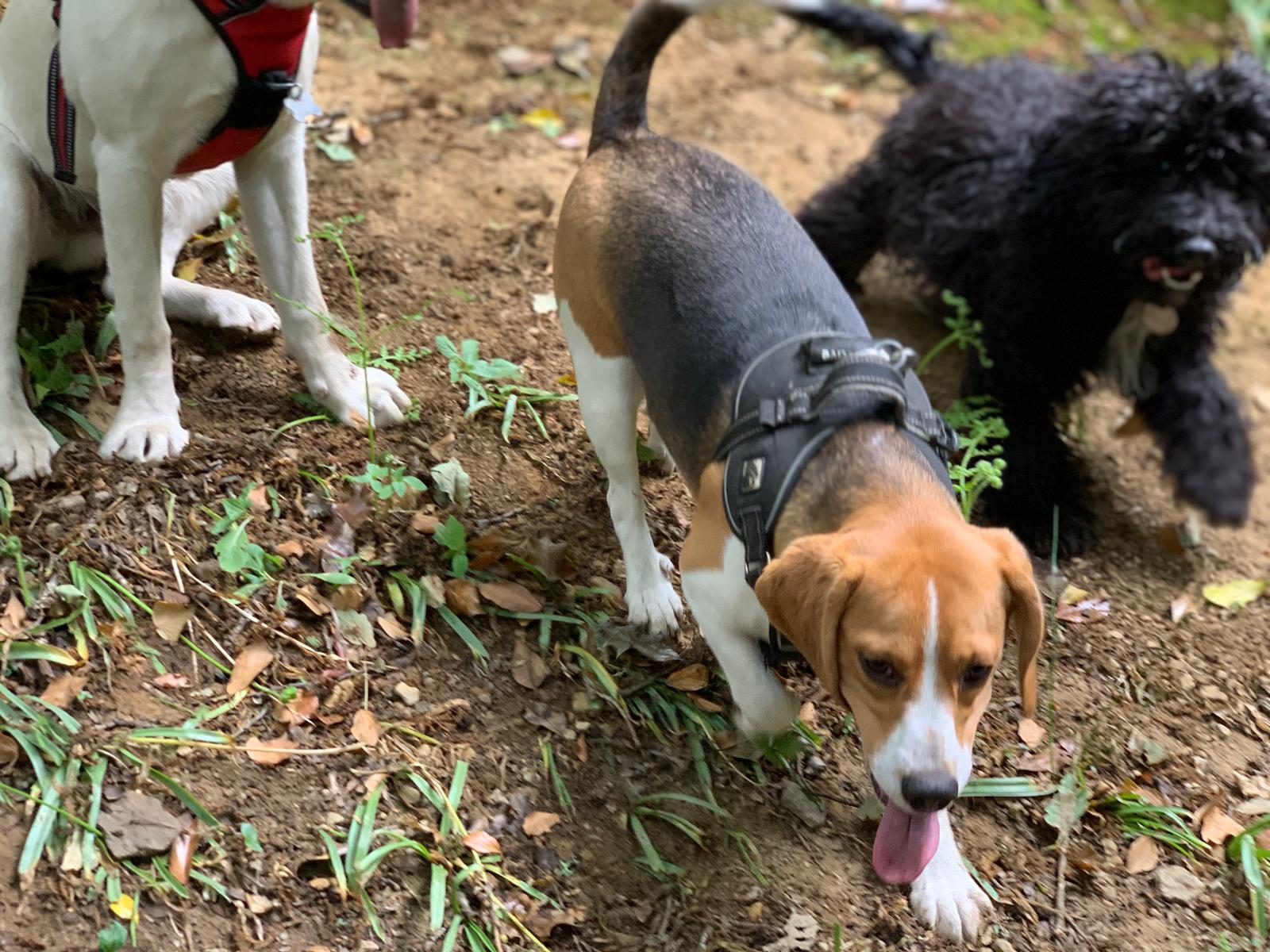 Big Bark dog adventure