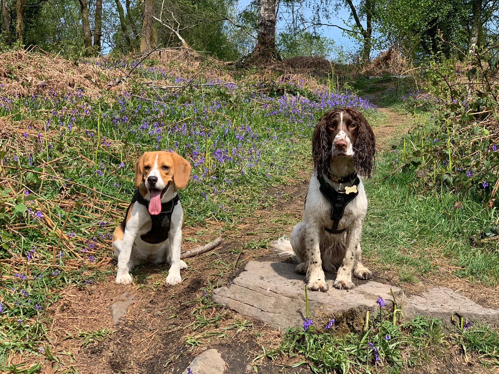 Happy dog on Big Bark walk