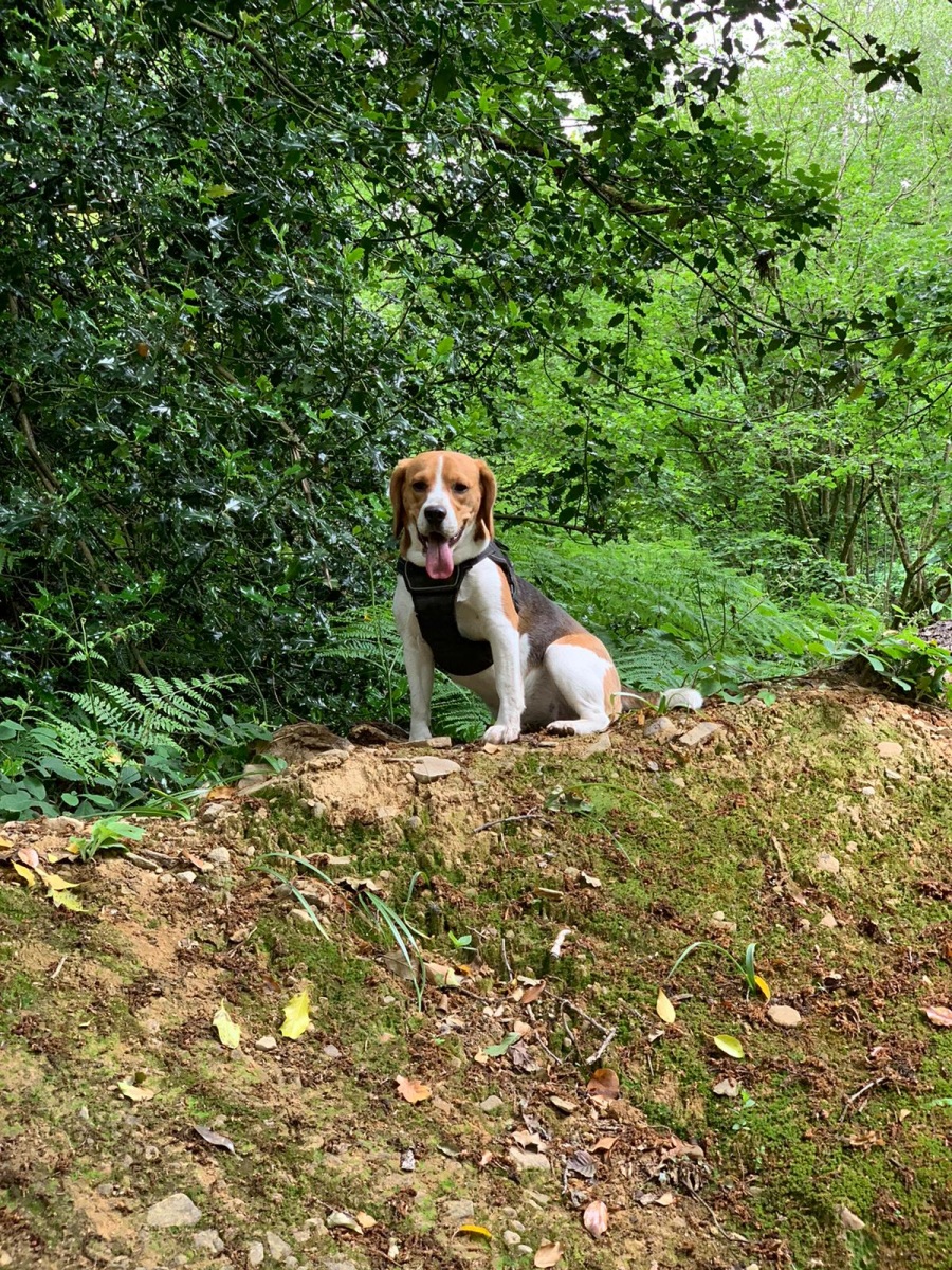 Dog boarding and care
