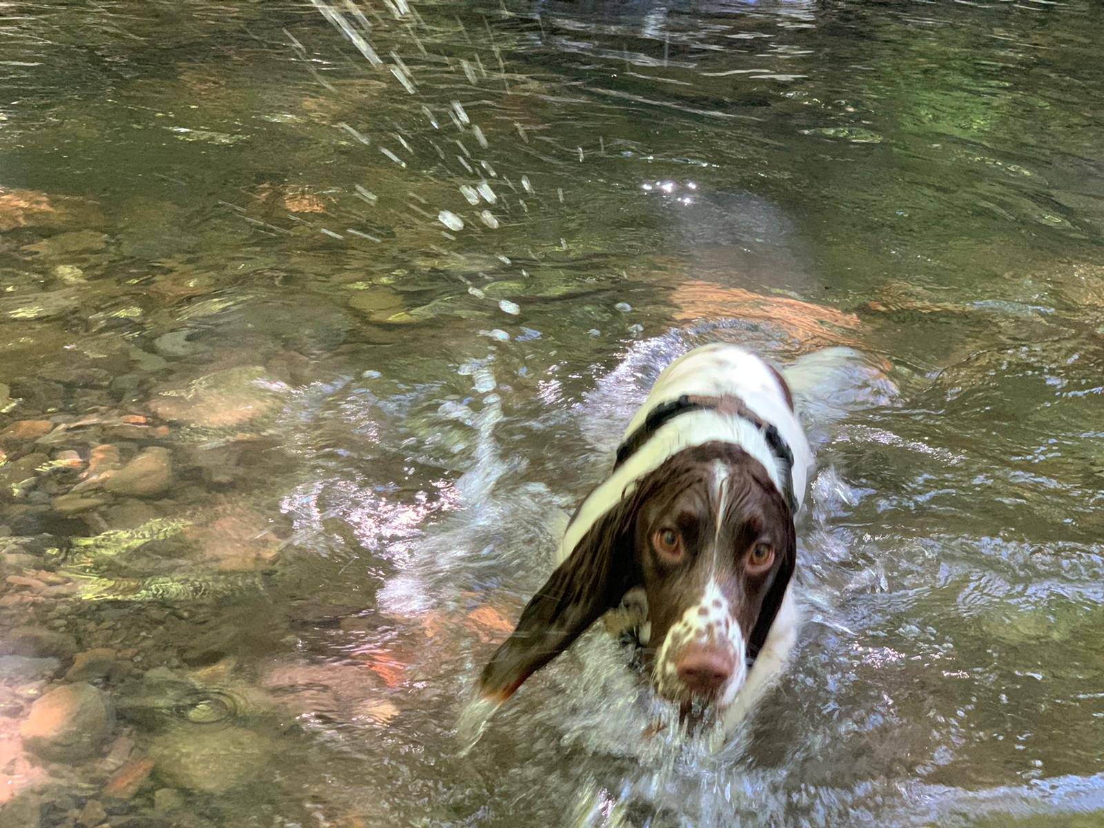 Big Bark client dog