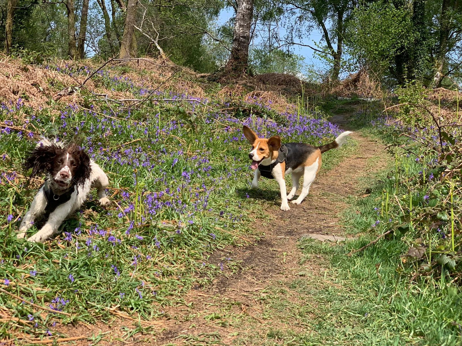 Big Bark dog adventure
