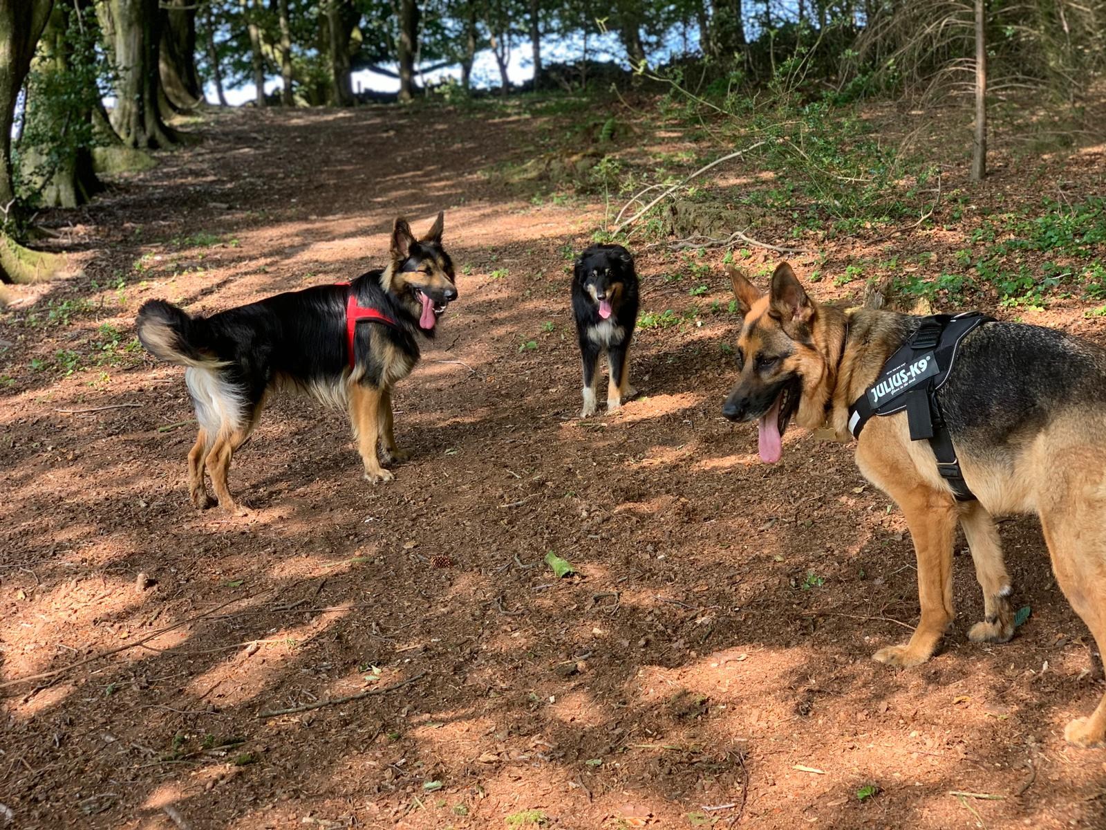 Dog walk adventure