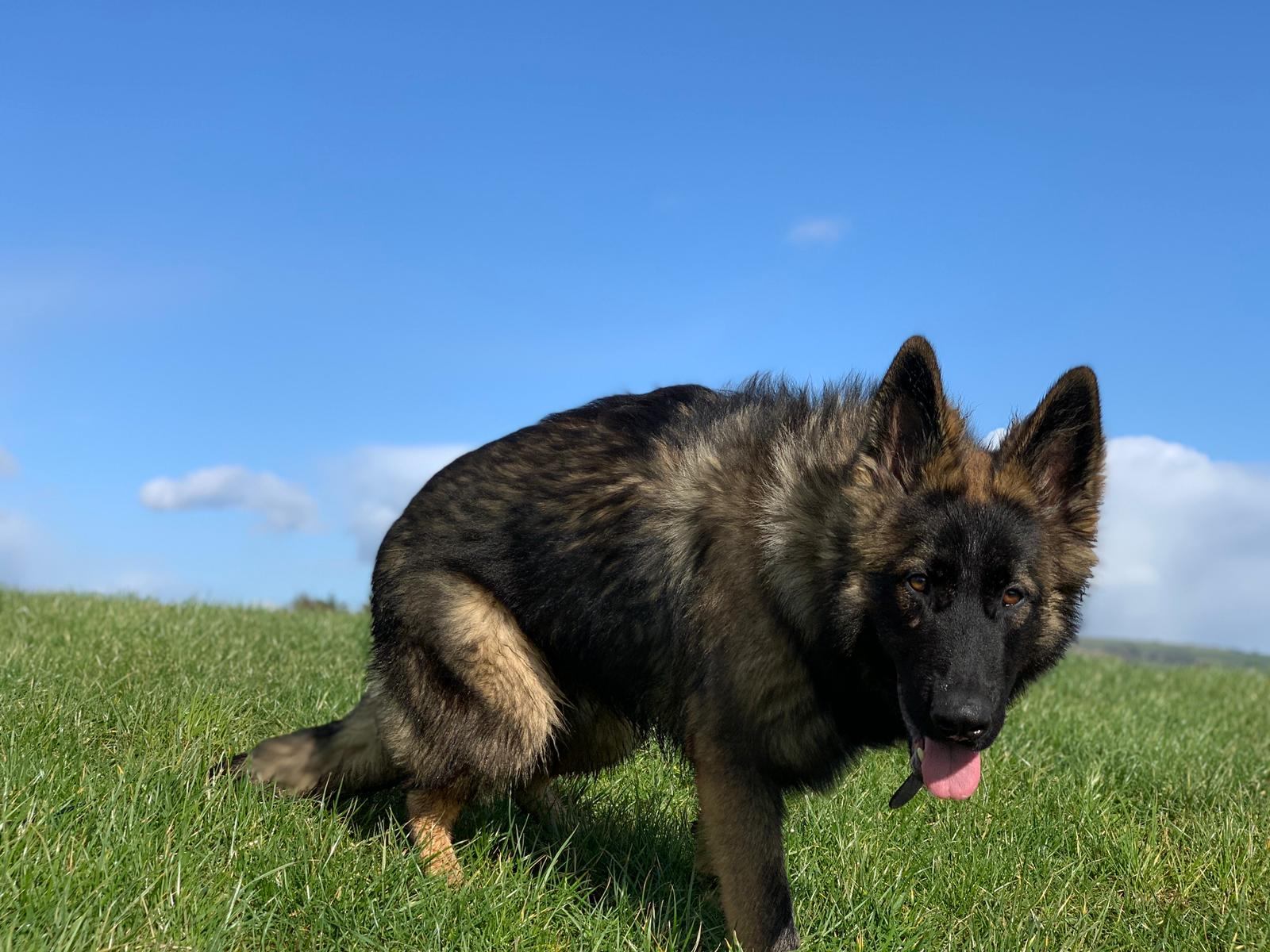 Big Bark dog client
