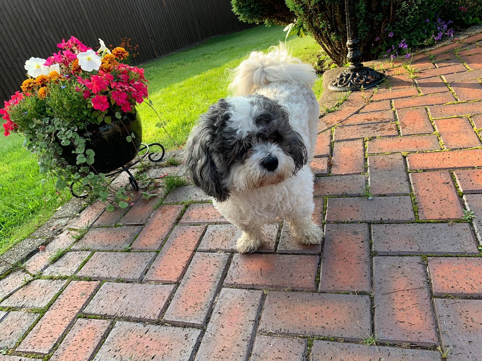 Big Bark dog client