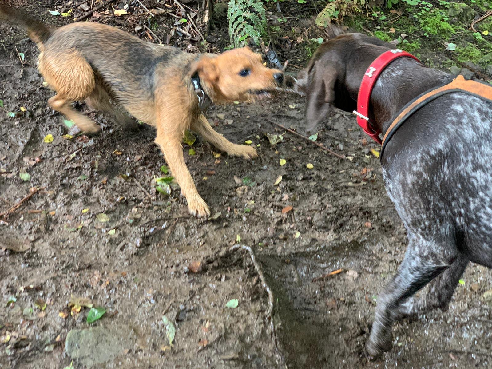 South Wales dog care