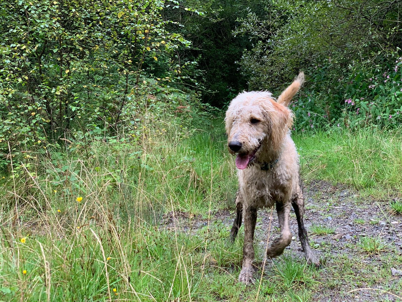 Big Bark dog walk