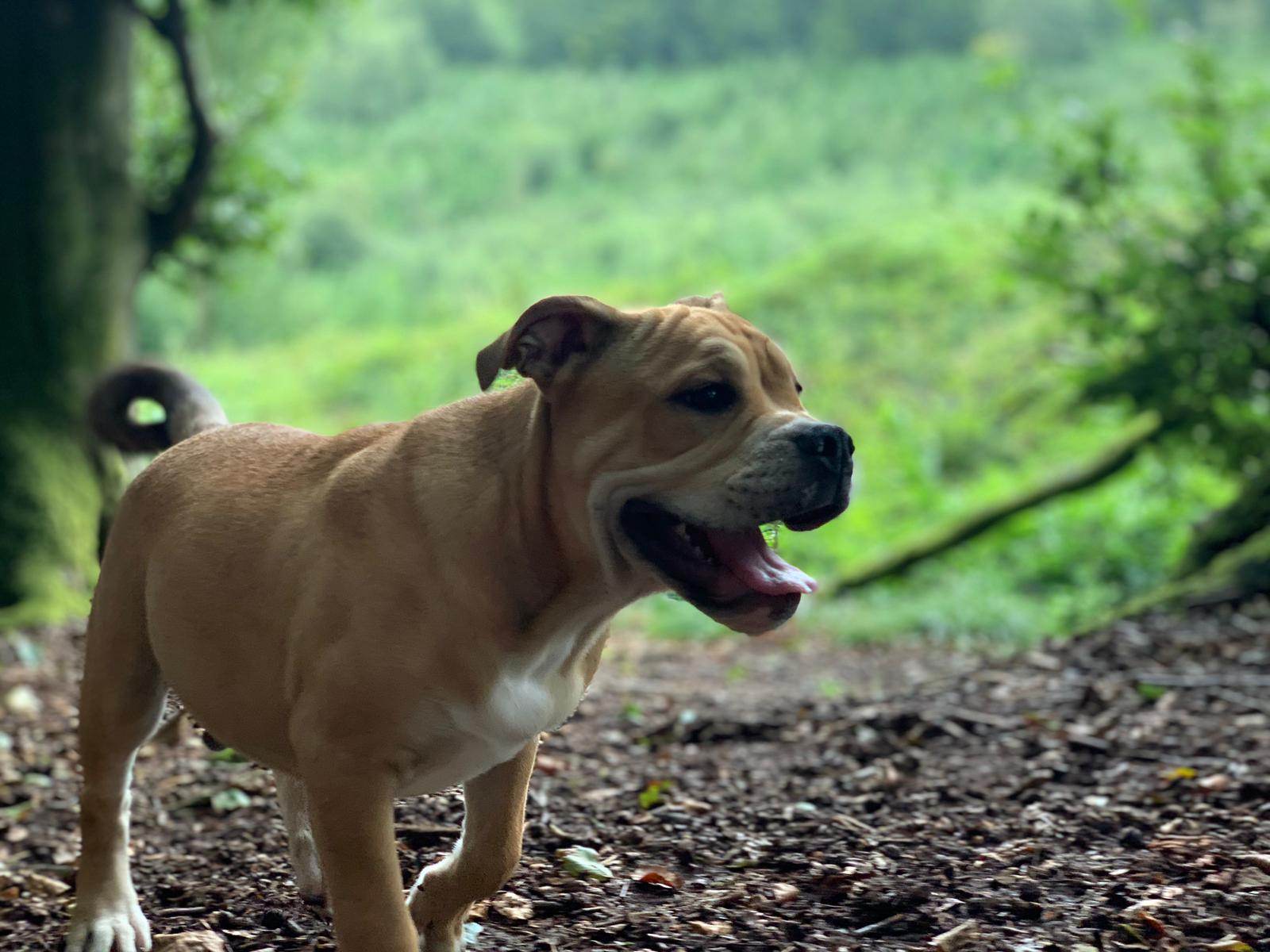 Dog boarding Wales