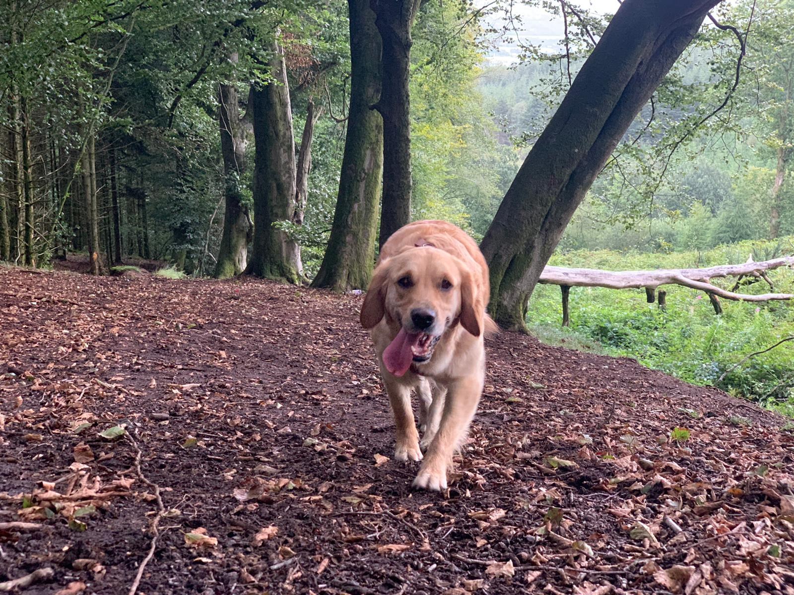 Adventure dog walk