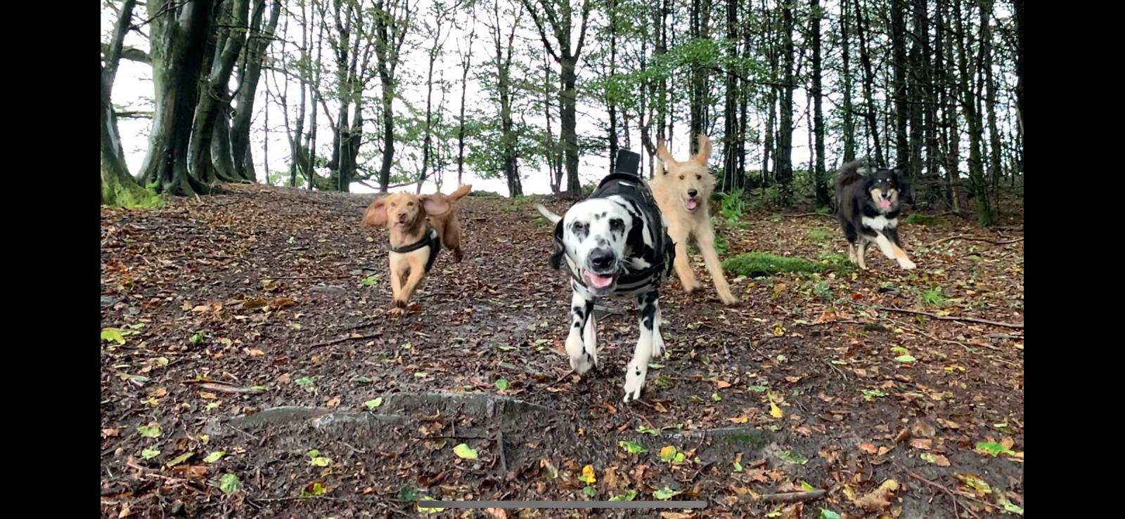 Dog walk adventure Wales