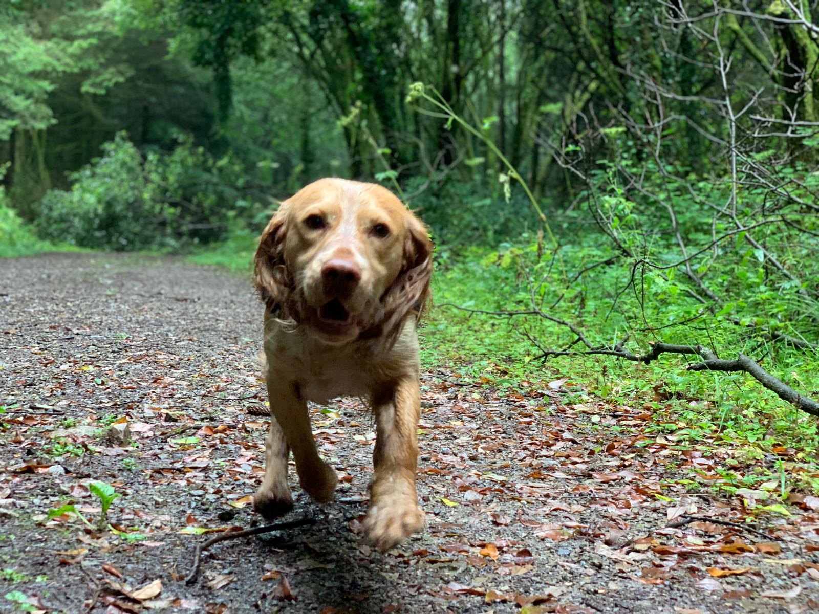 Dog boarding in Wales