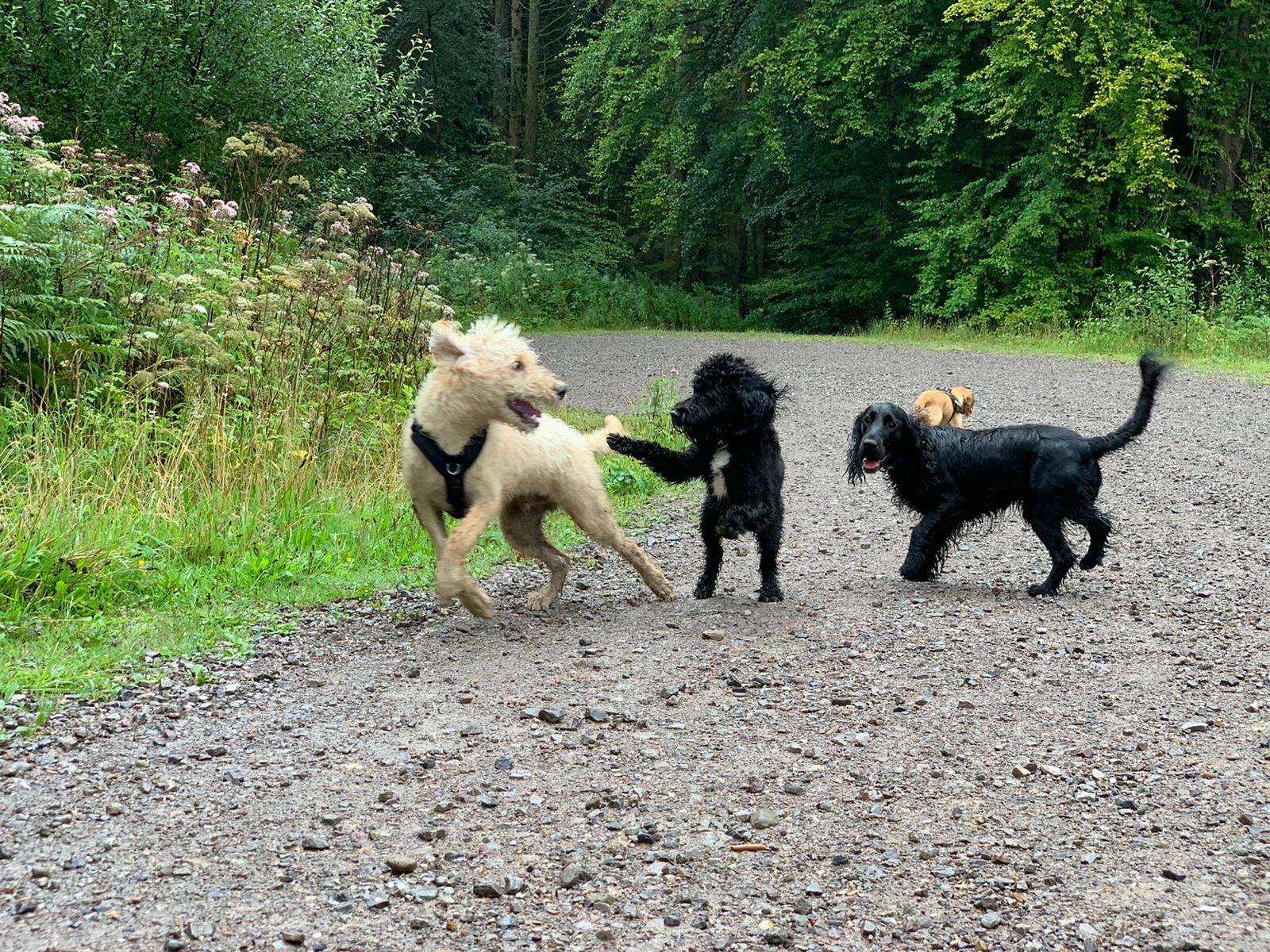 Happy dog at Big Bark