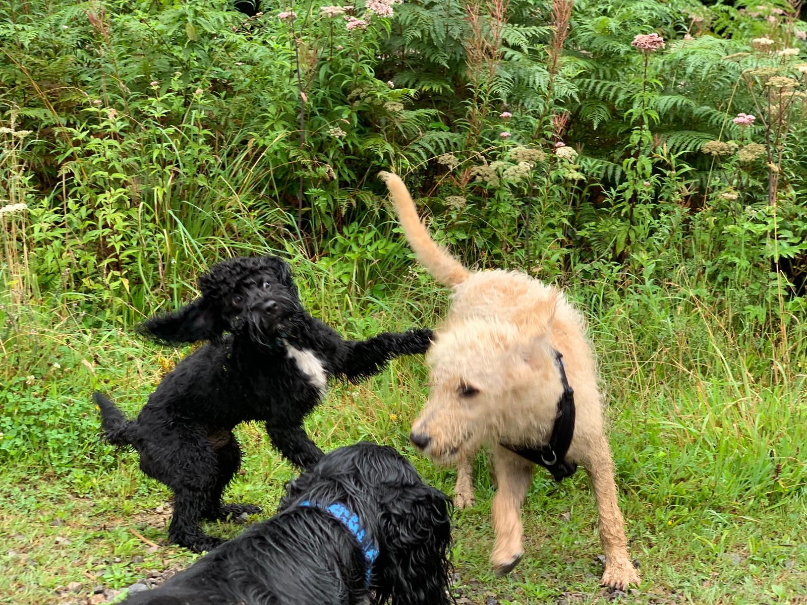 Dog walker Pontypridd
