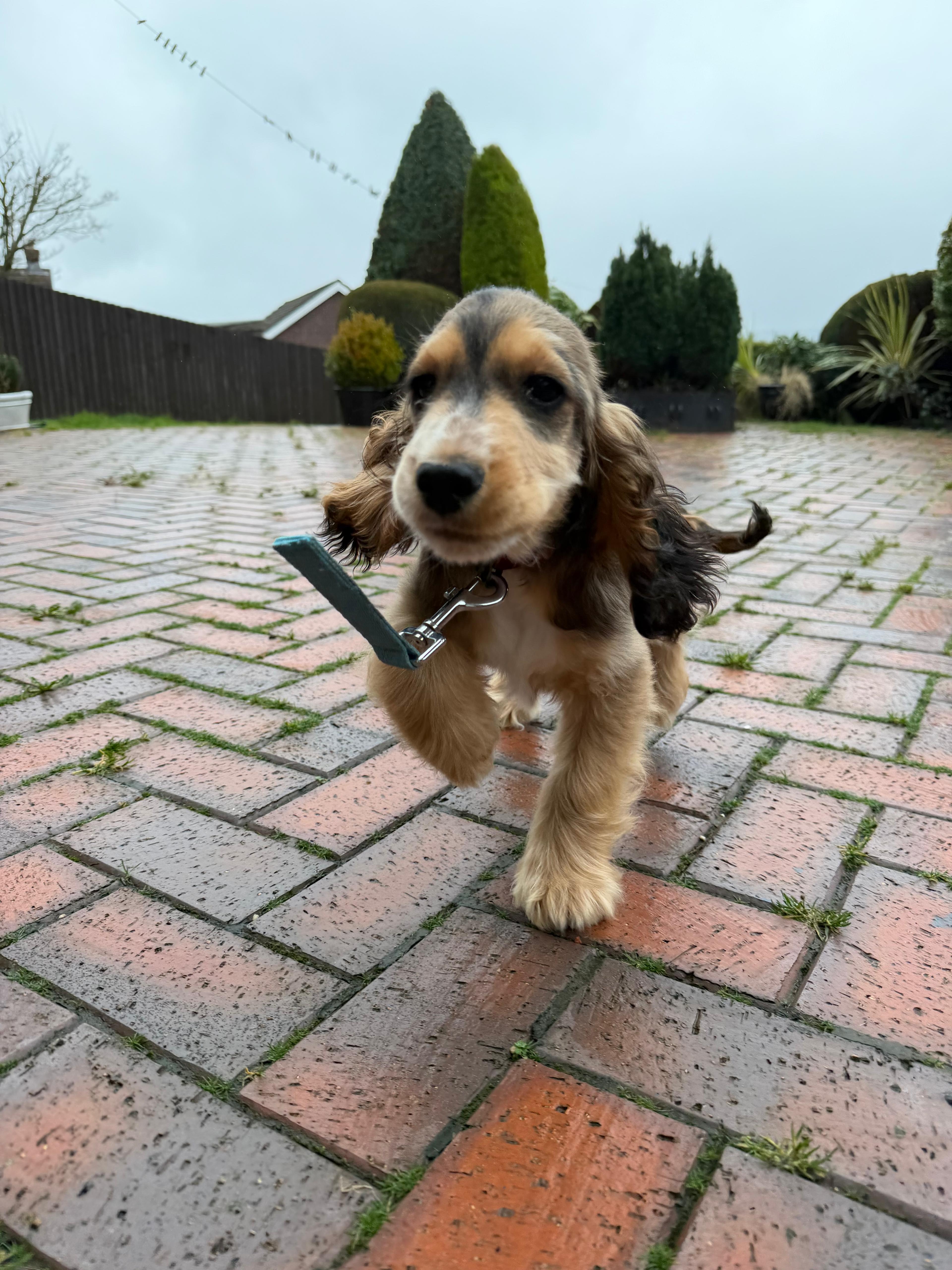 Puppy visit and care at Big Bark