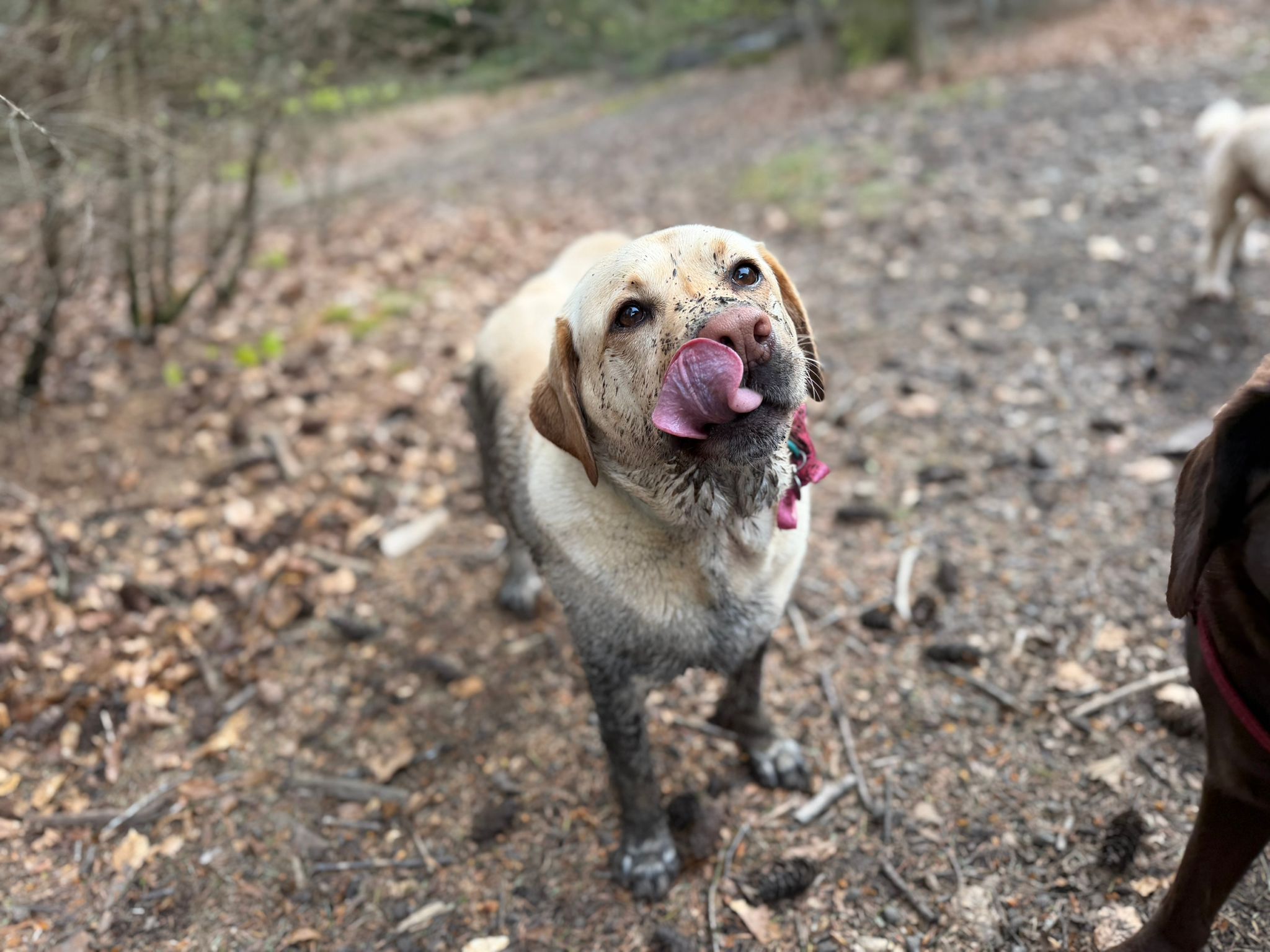 Golden Cocker Spaniel on a sunny Big Bark adventure walk in Pontypridd
