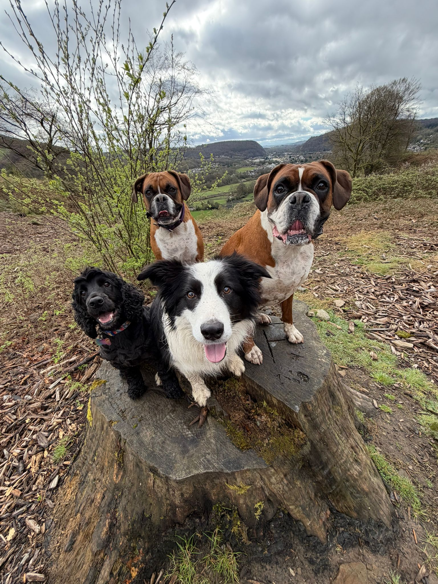 Cheeky dog nose filling the camera — a typical moment on a Big Bark walk