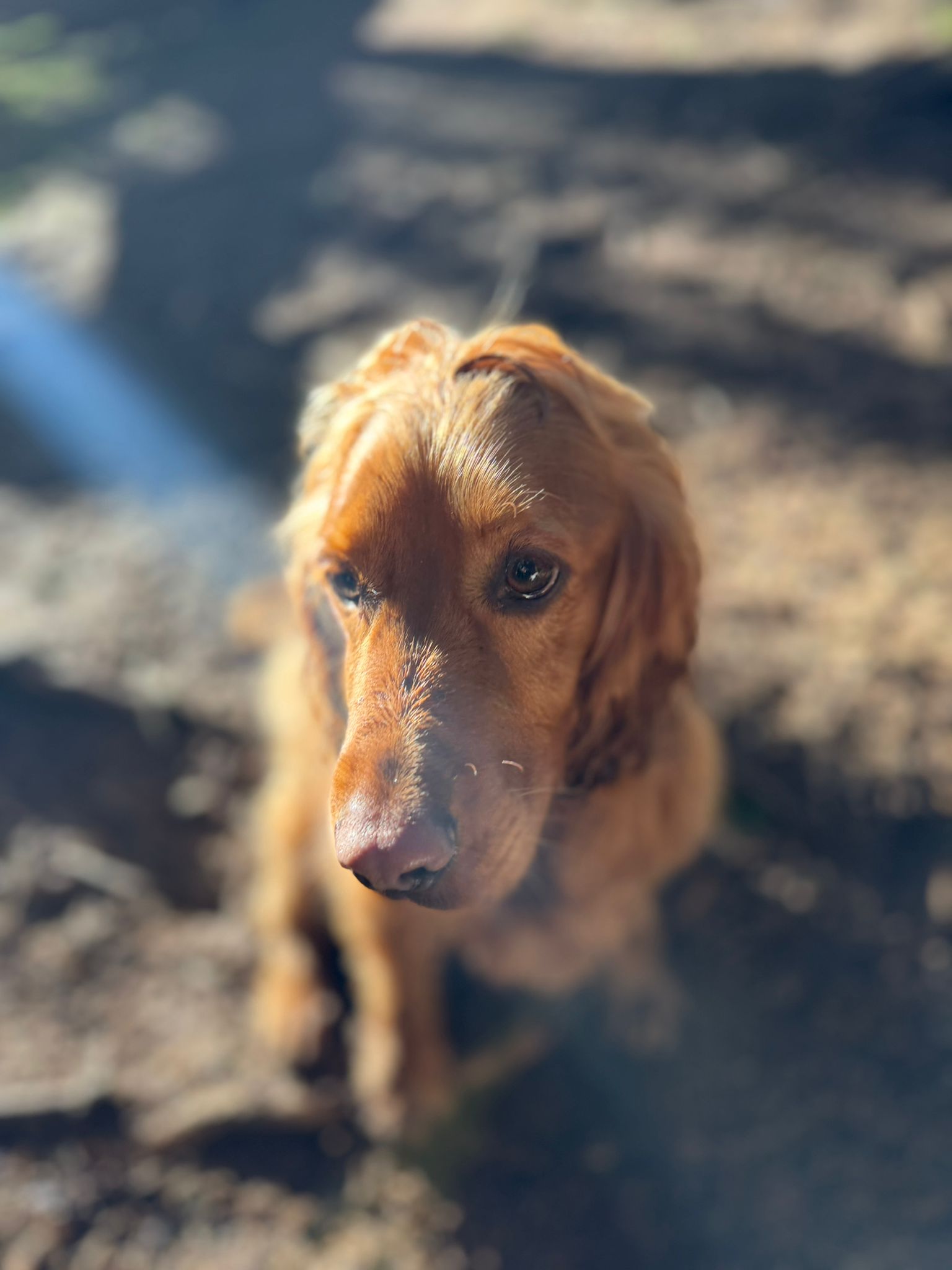Muddy yellow Labrador licking her nose on a Big Bark group walk through the forest
