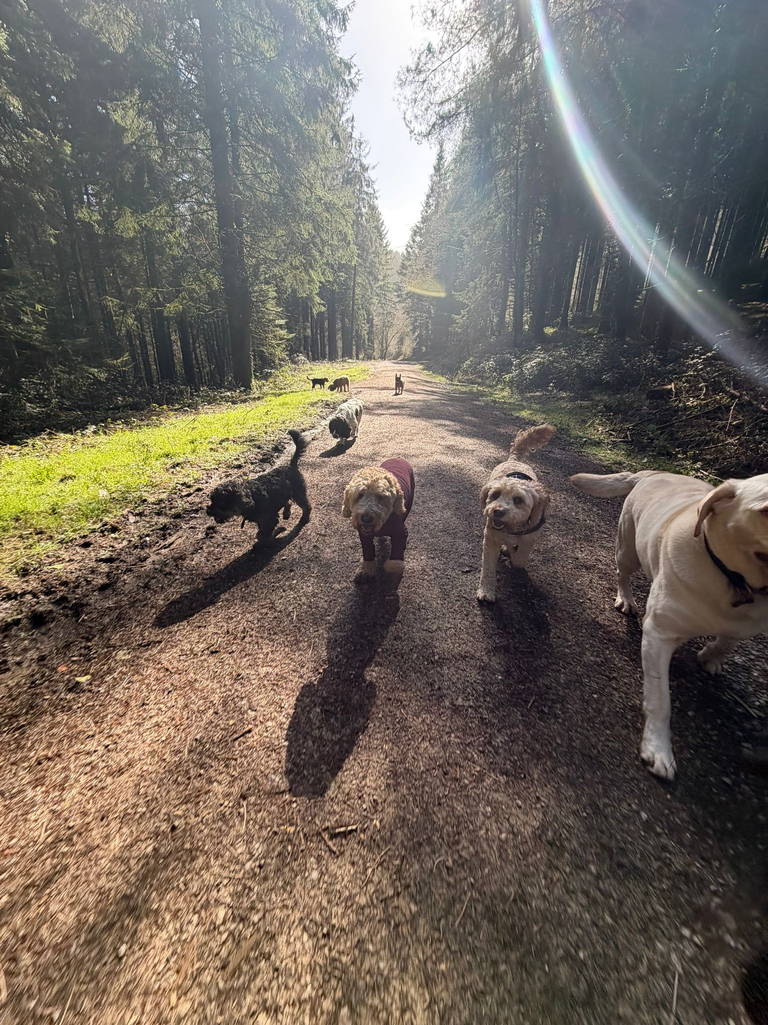 Border Collie and Boxer sharing a stick together on a Big Bark woodland walk
