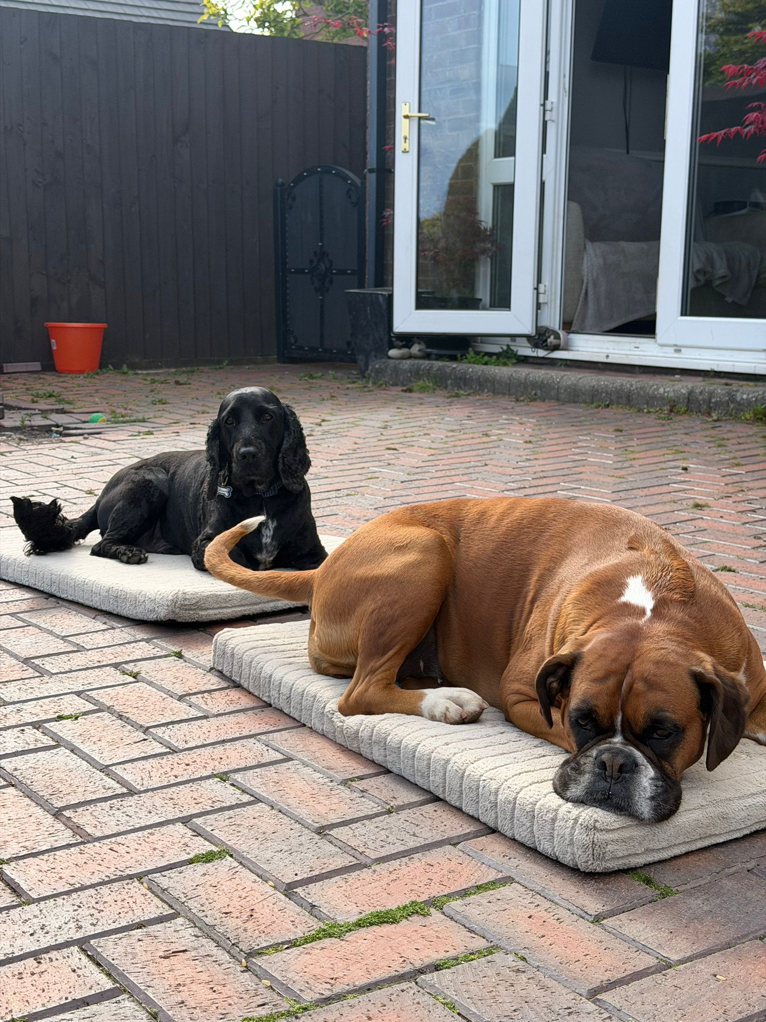 Black Cocker Spaniel and Boxer resting on their mats outside during a Big Bark boarding stay