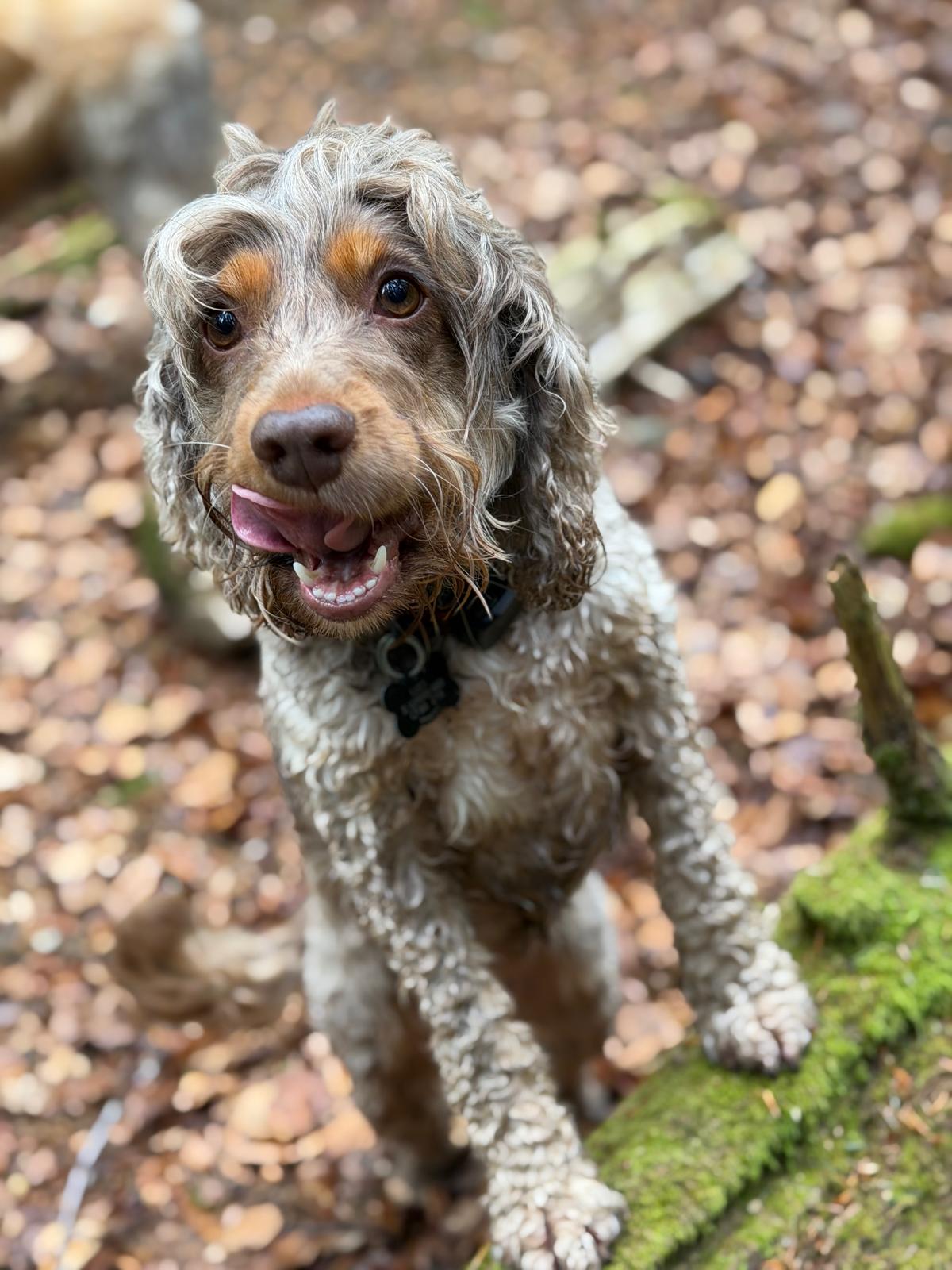 Yellow Labrador exploring a muddy forest trail on a Big Bark adventure walk