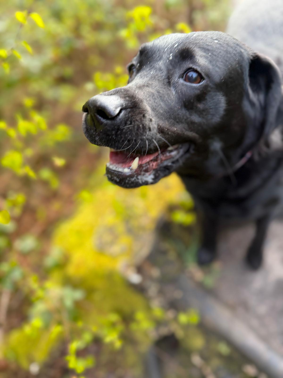 Dogs on a Big Bark e-bike forest adventure in South Wales woodland