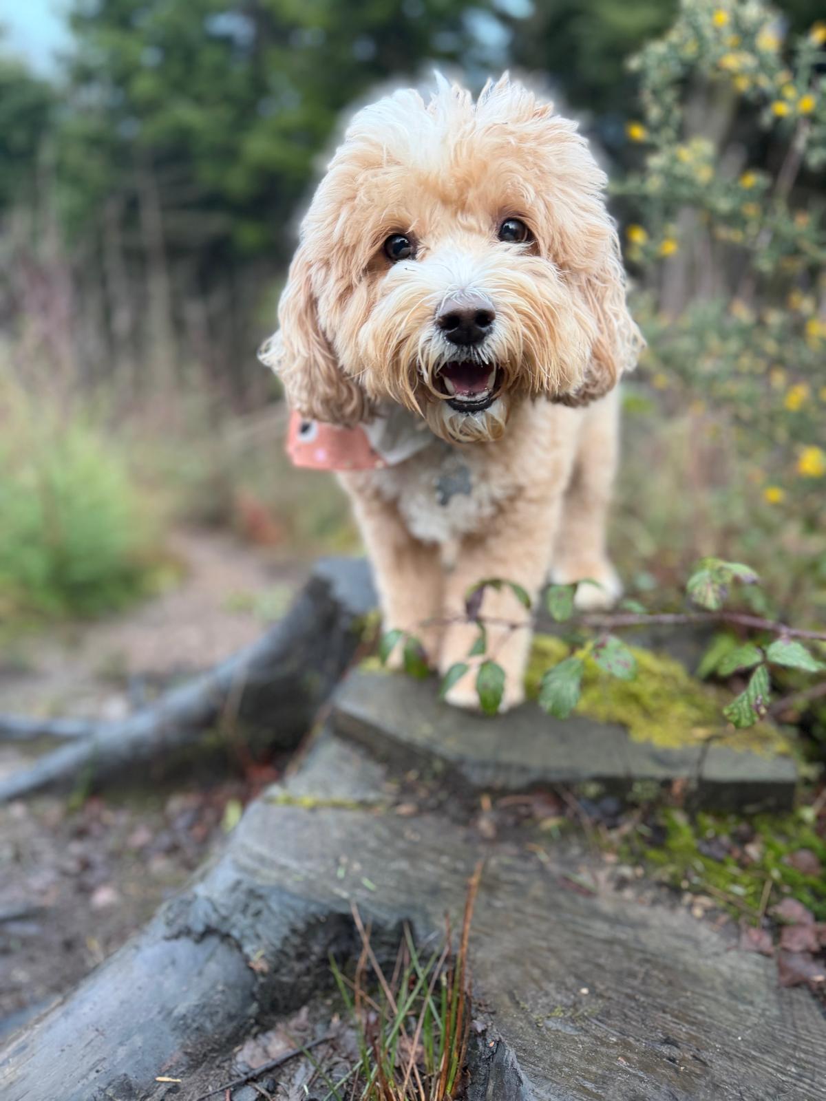 Big Bark dog walking pack on a forest trail in South Wales