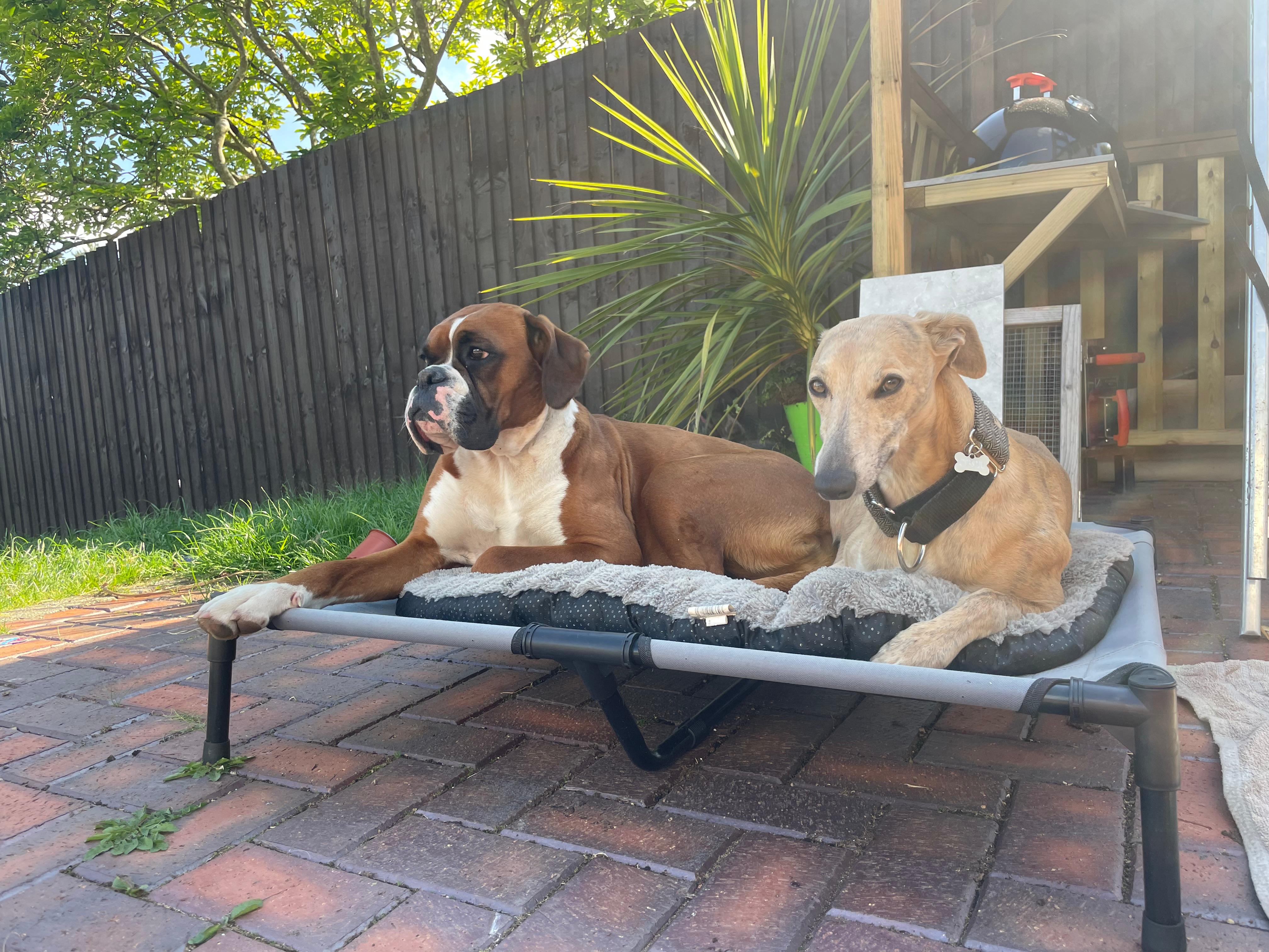 Dog boarding at Big Bark — dogs relaxing at home
