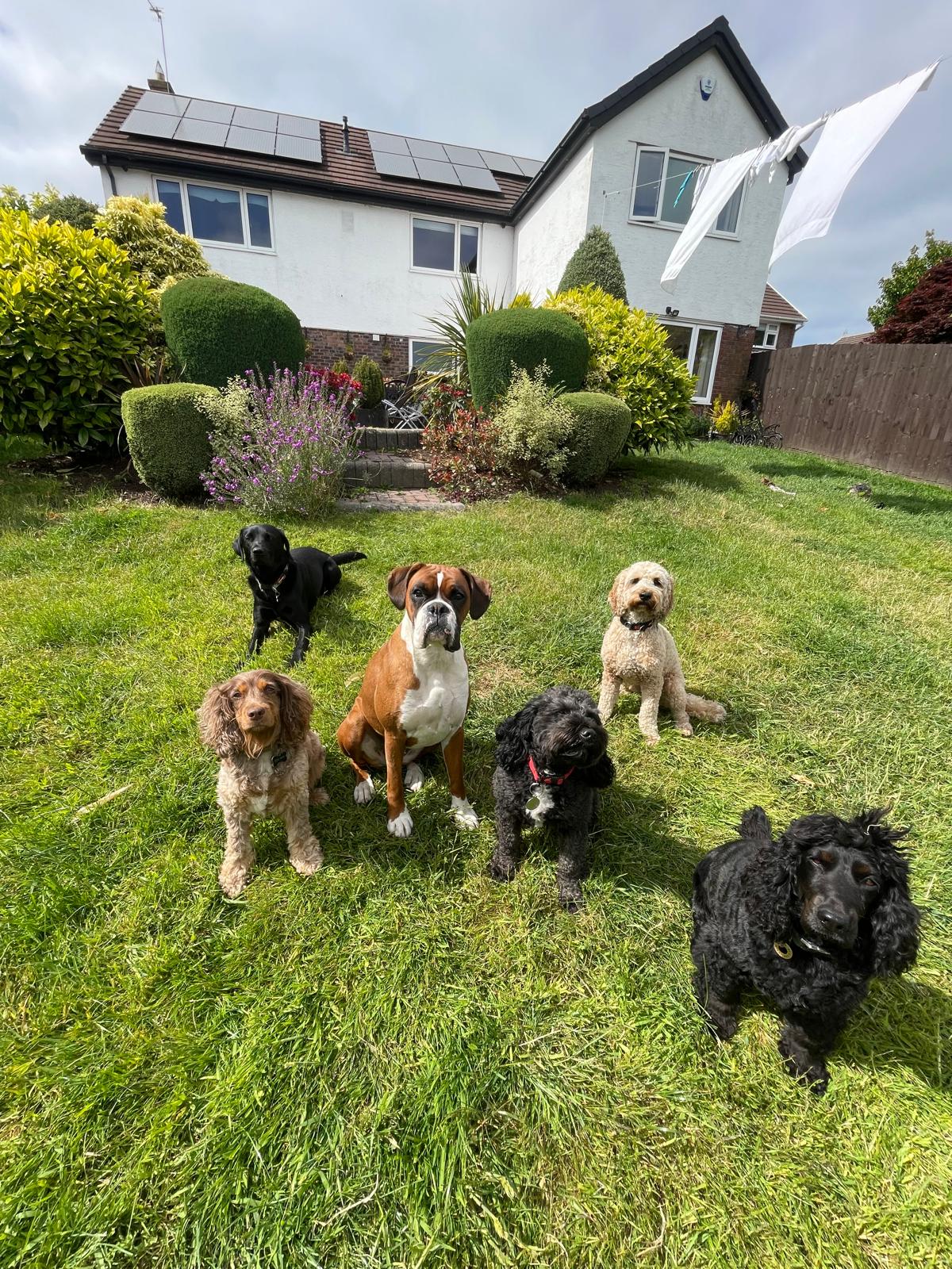 Five dogs sitting beautifully in the sunshine during a Big Bark dog daycare day in South Wales