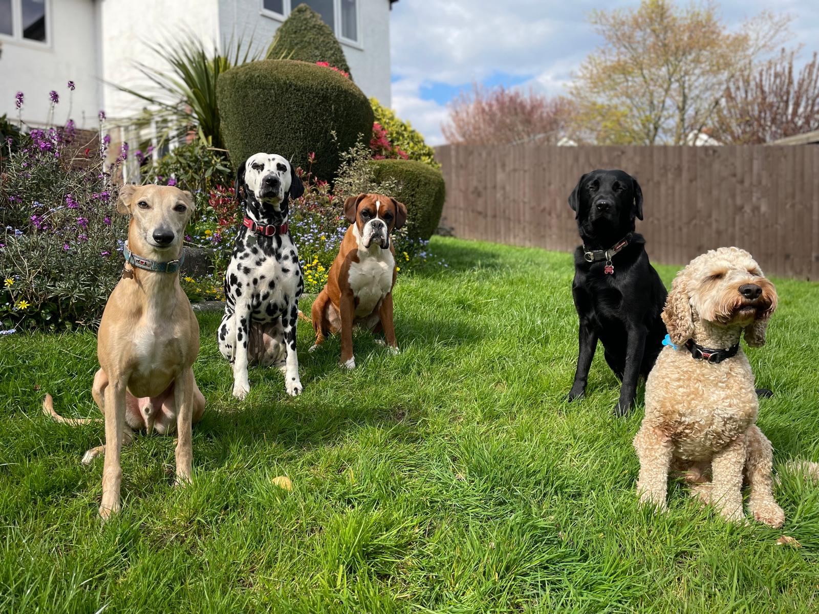 Four dogs posing on the patio with the South Wales hills in the background at Big Bark