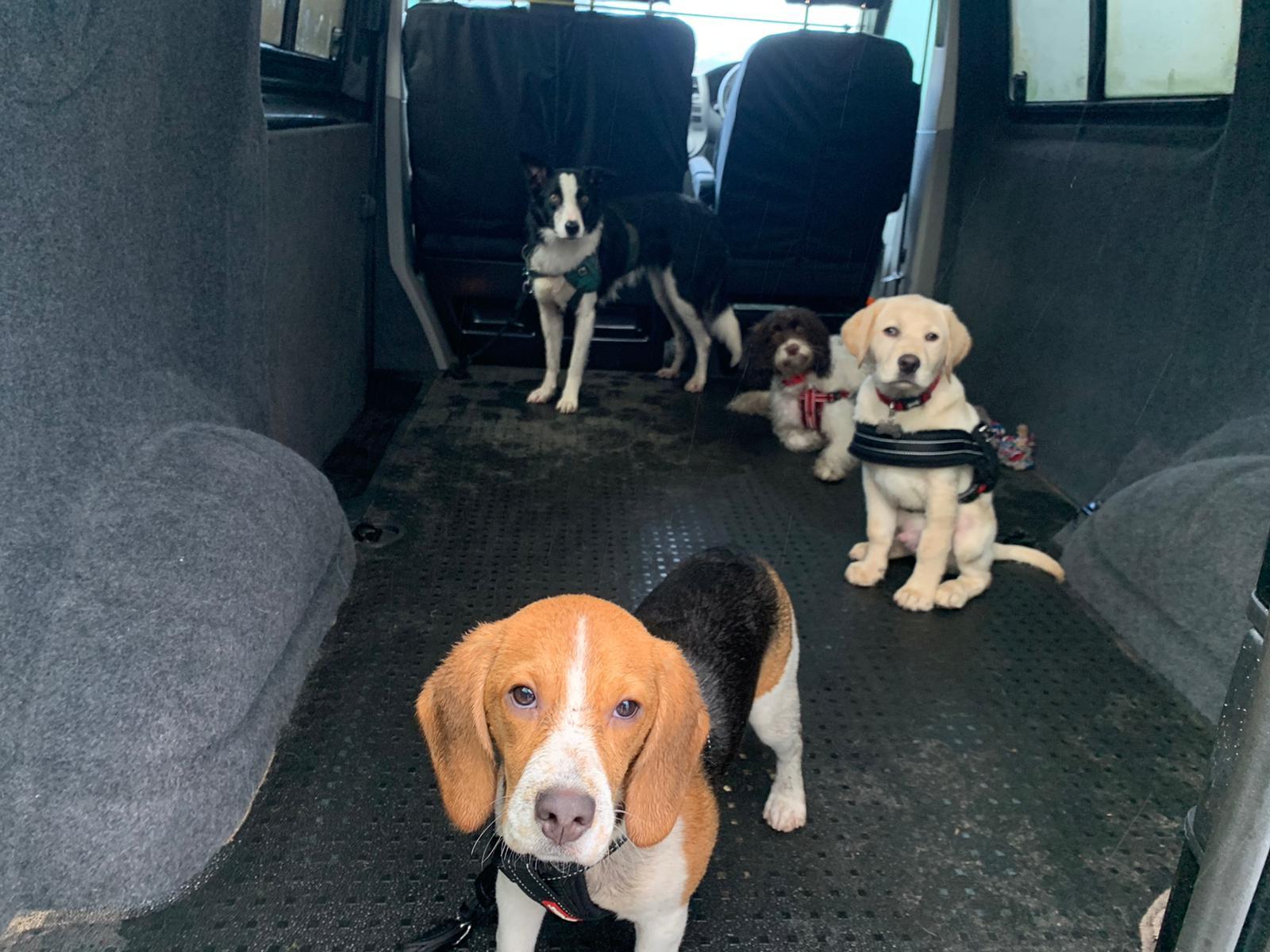 Dog boarding at Big Bark