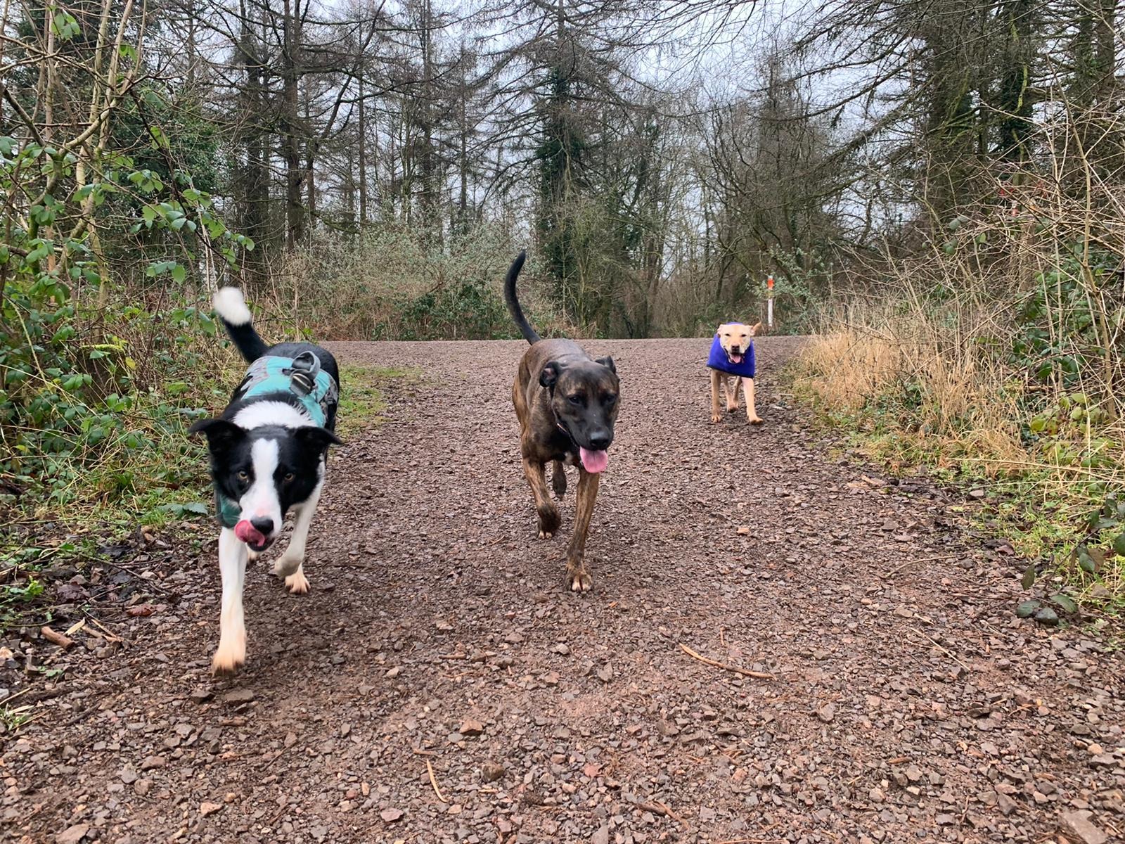 Happy dog on walk
