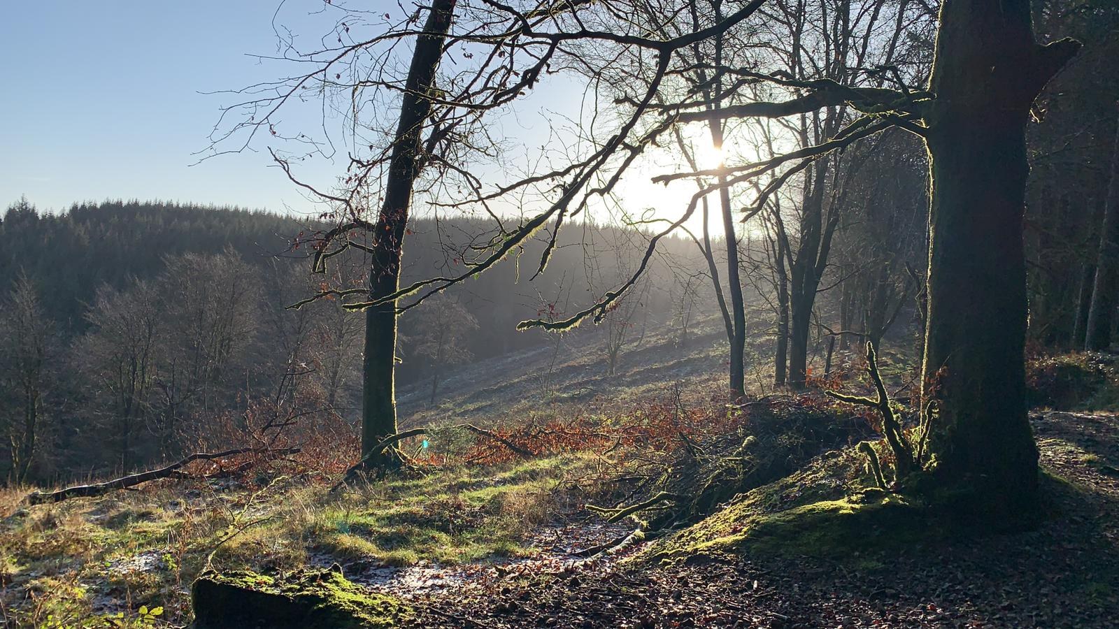 Dog walker Caerphilly
