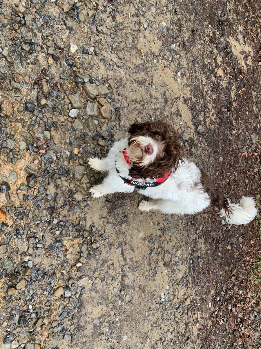 Big Bark dog adventure