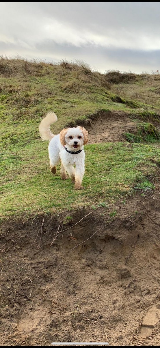Dog on adventure walk