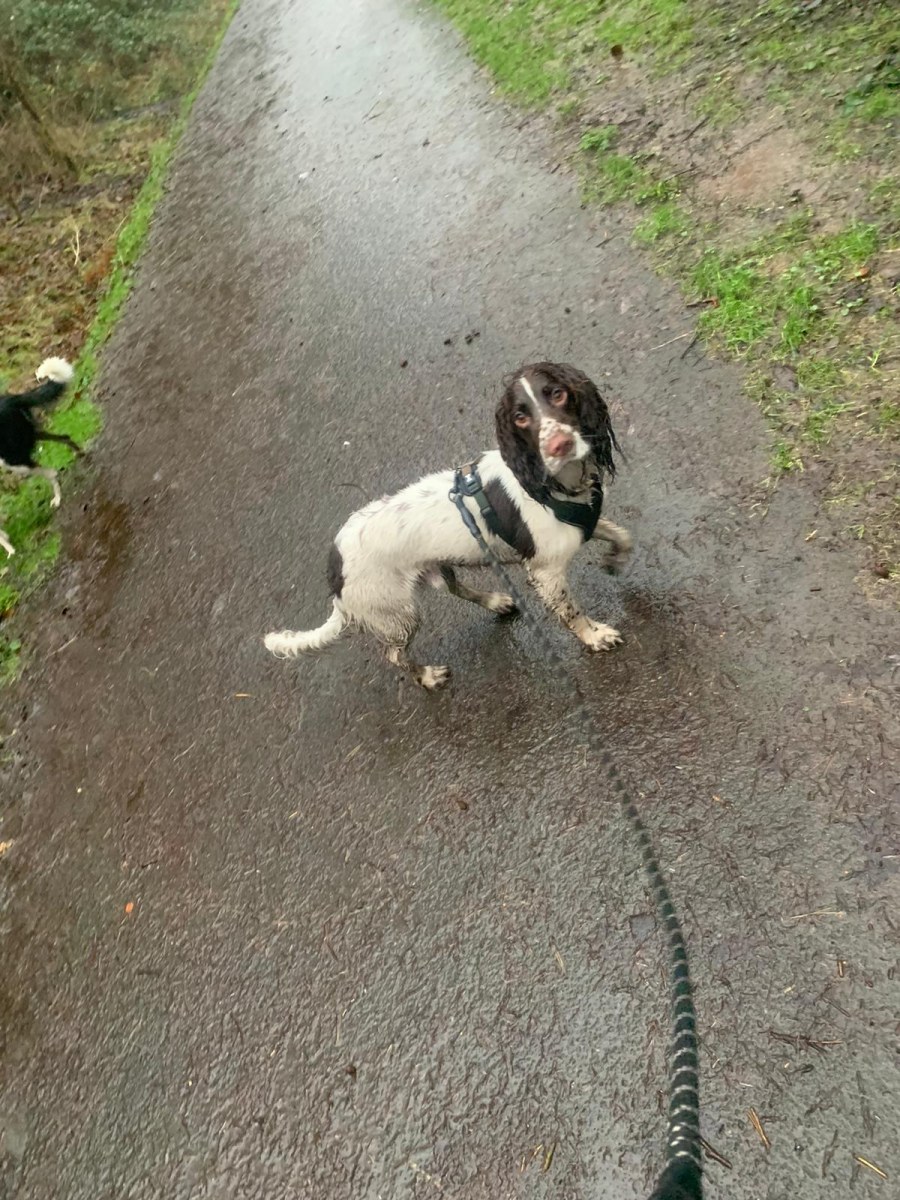 Happy dog in South Wales