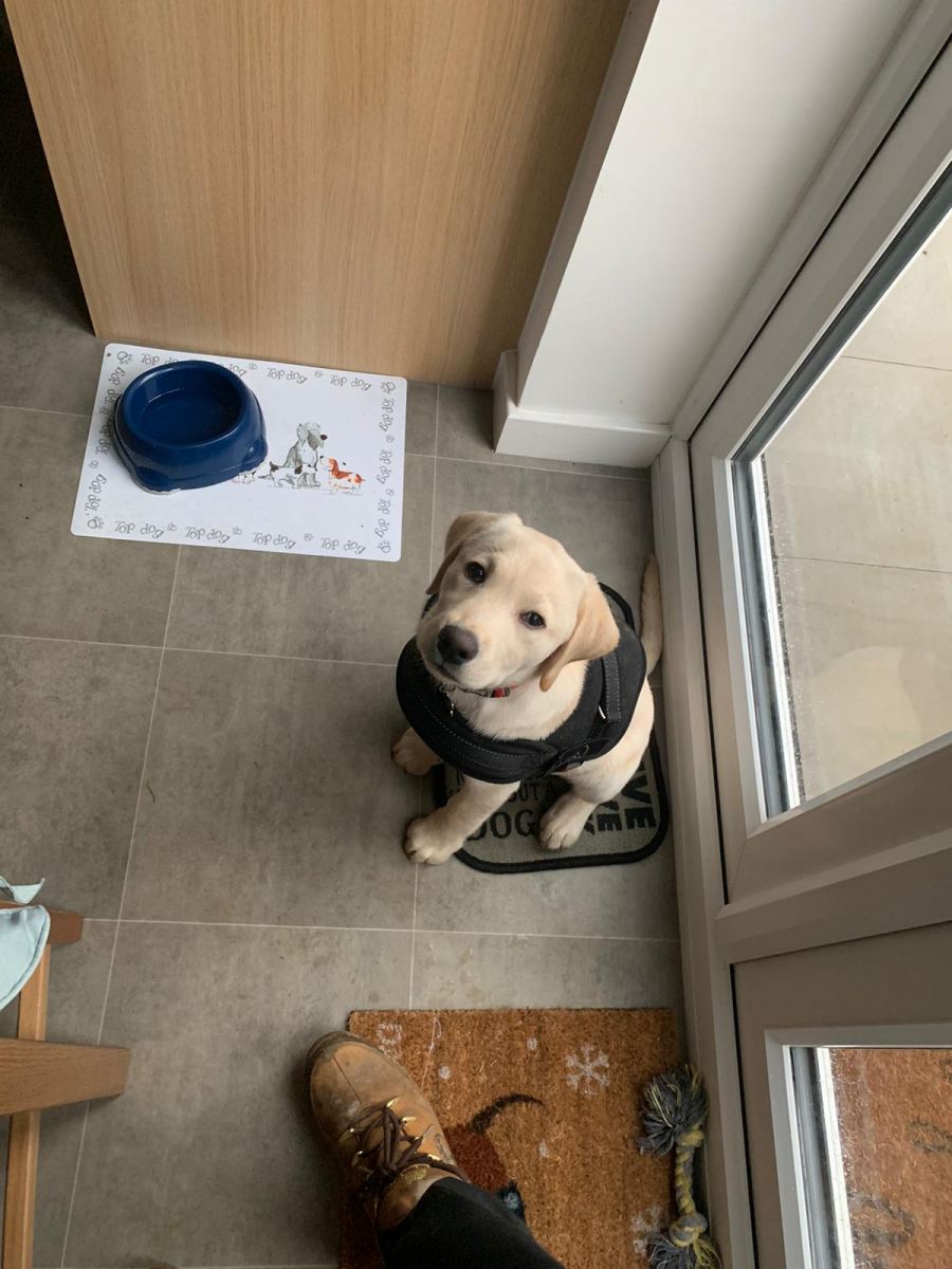 Puppy visit and care