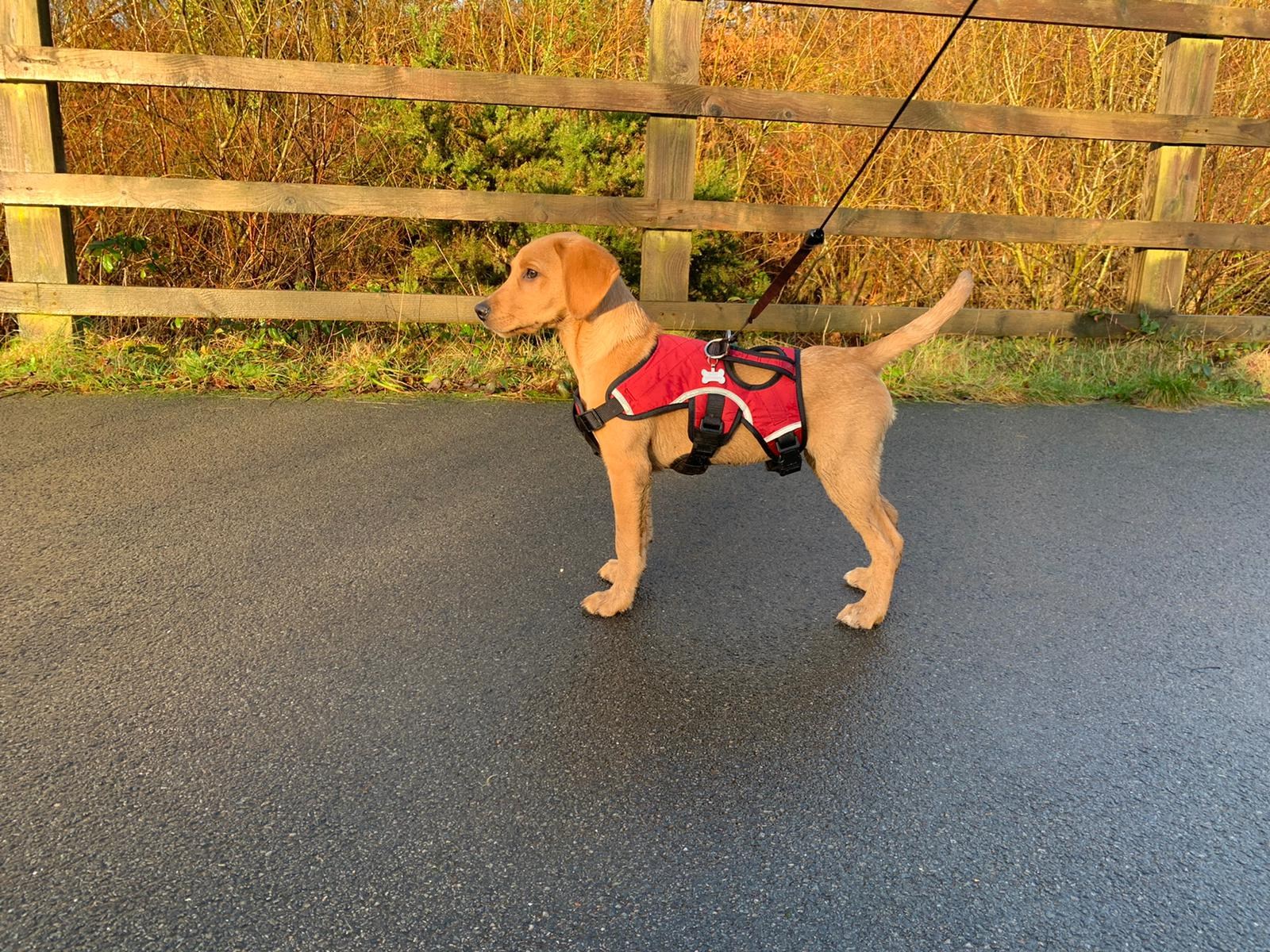 Dog walker Pontypridd