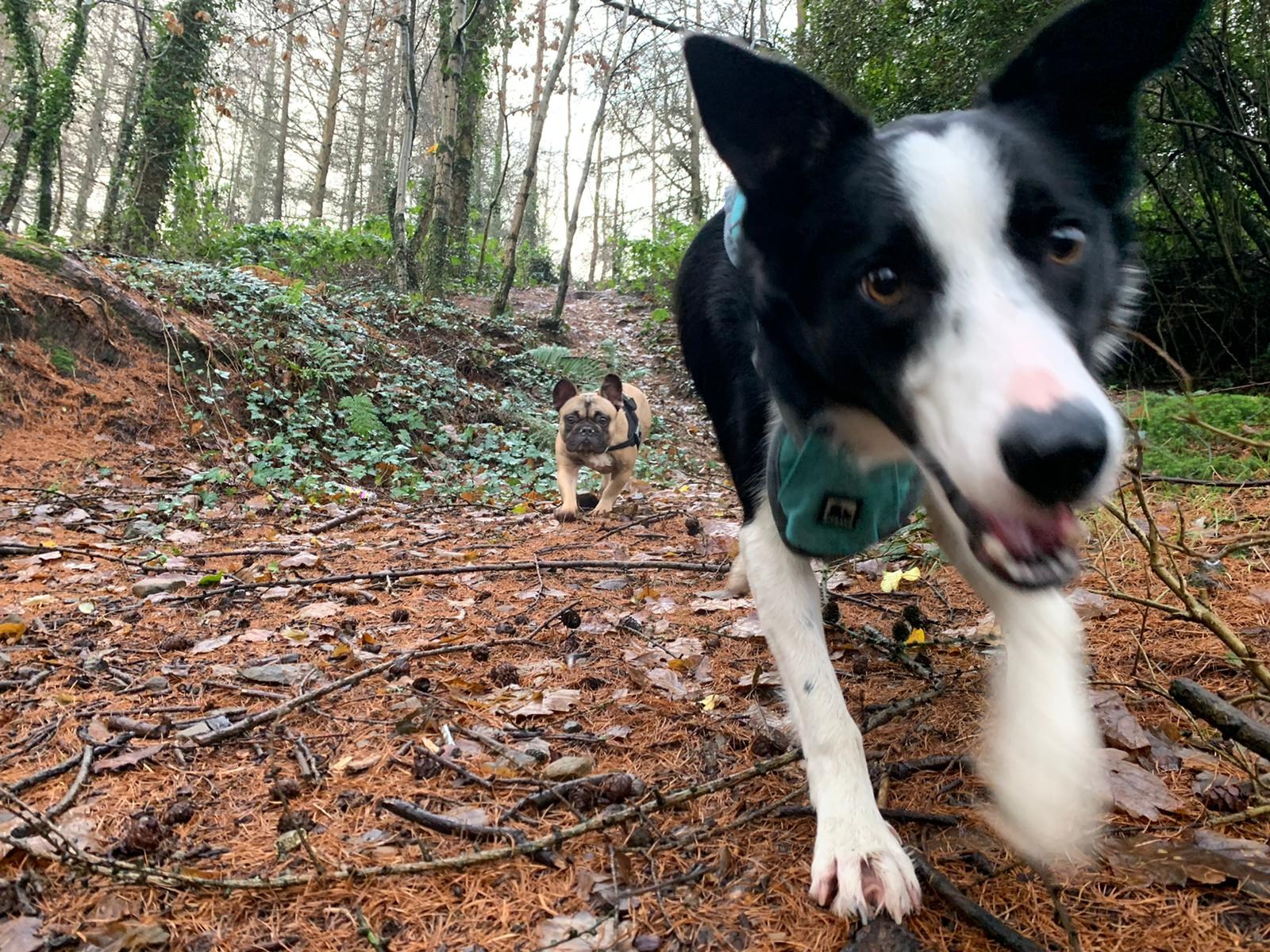 Dog walking South Wales