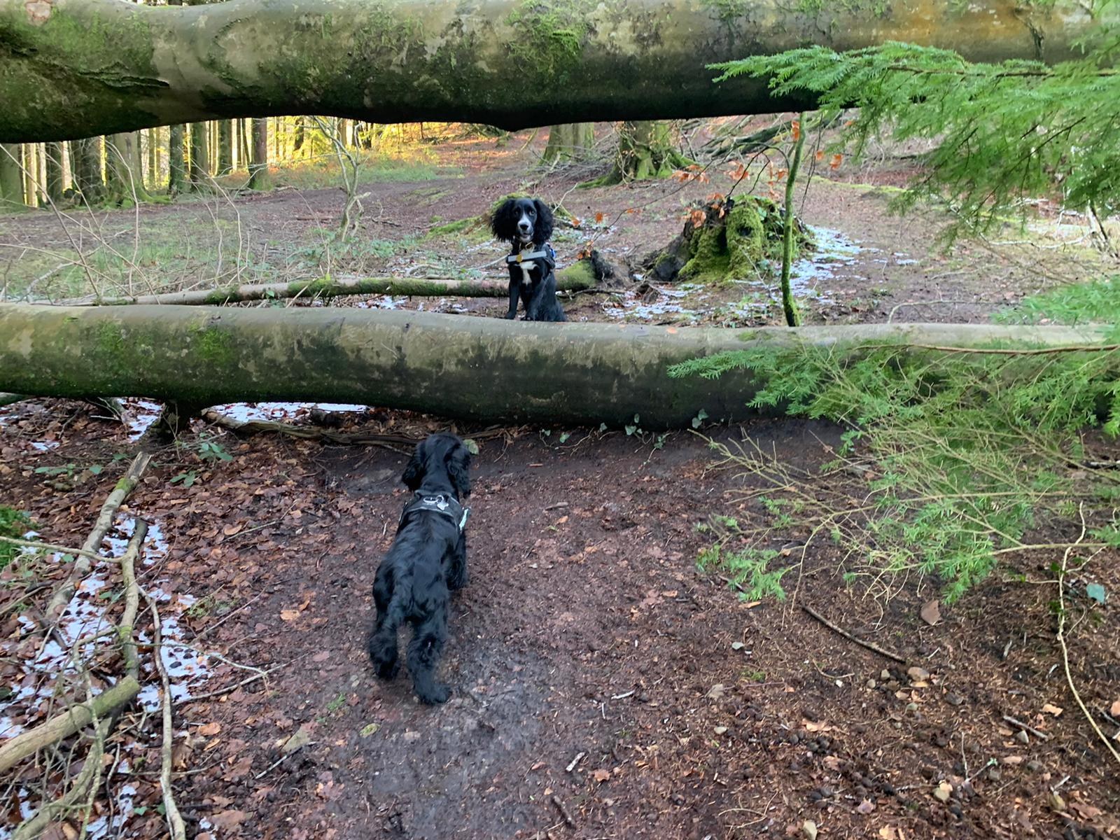 Dog boarding Big Bark