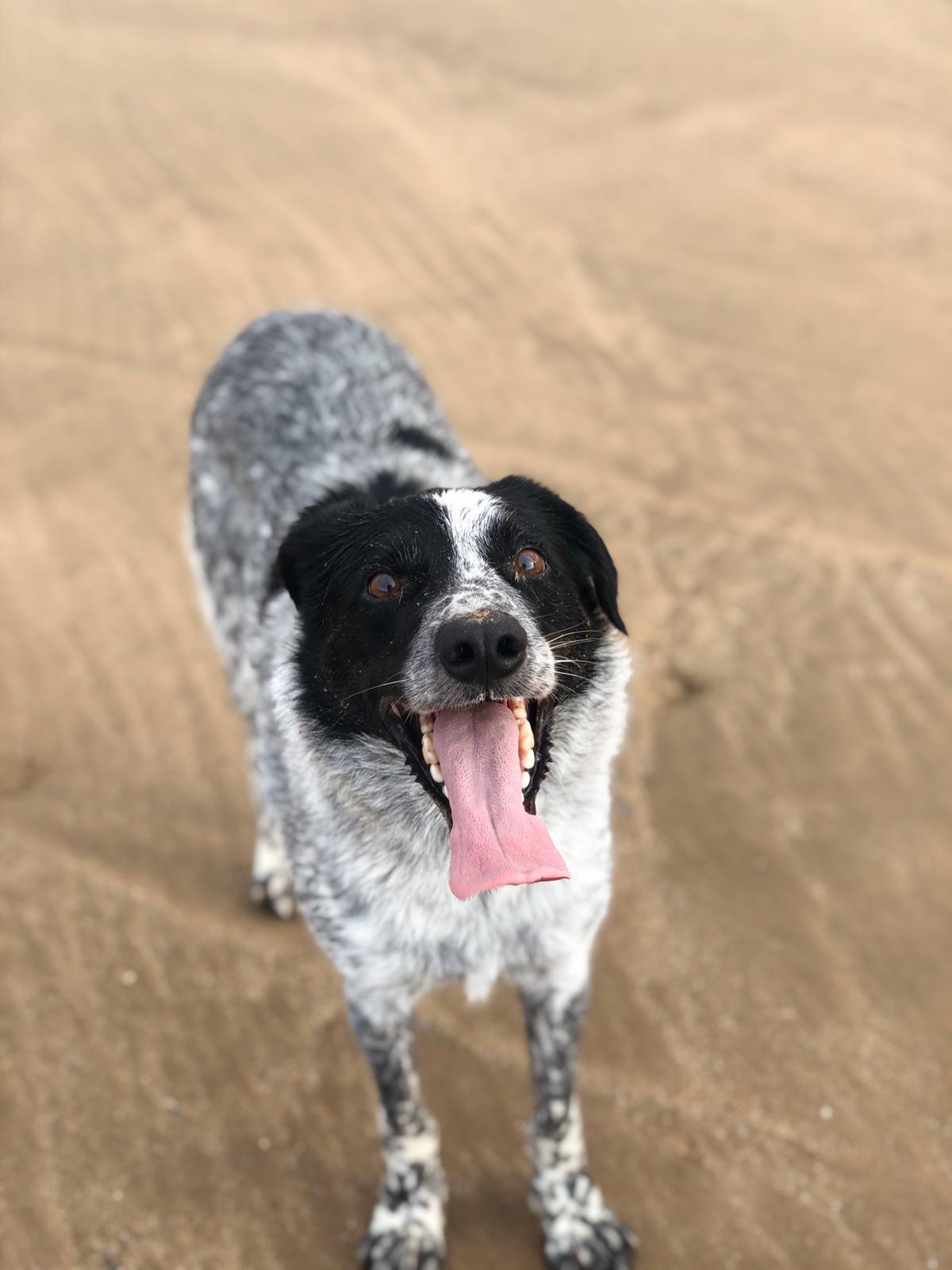 Dog walking in Porth